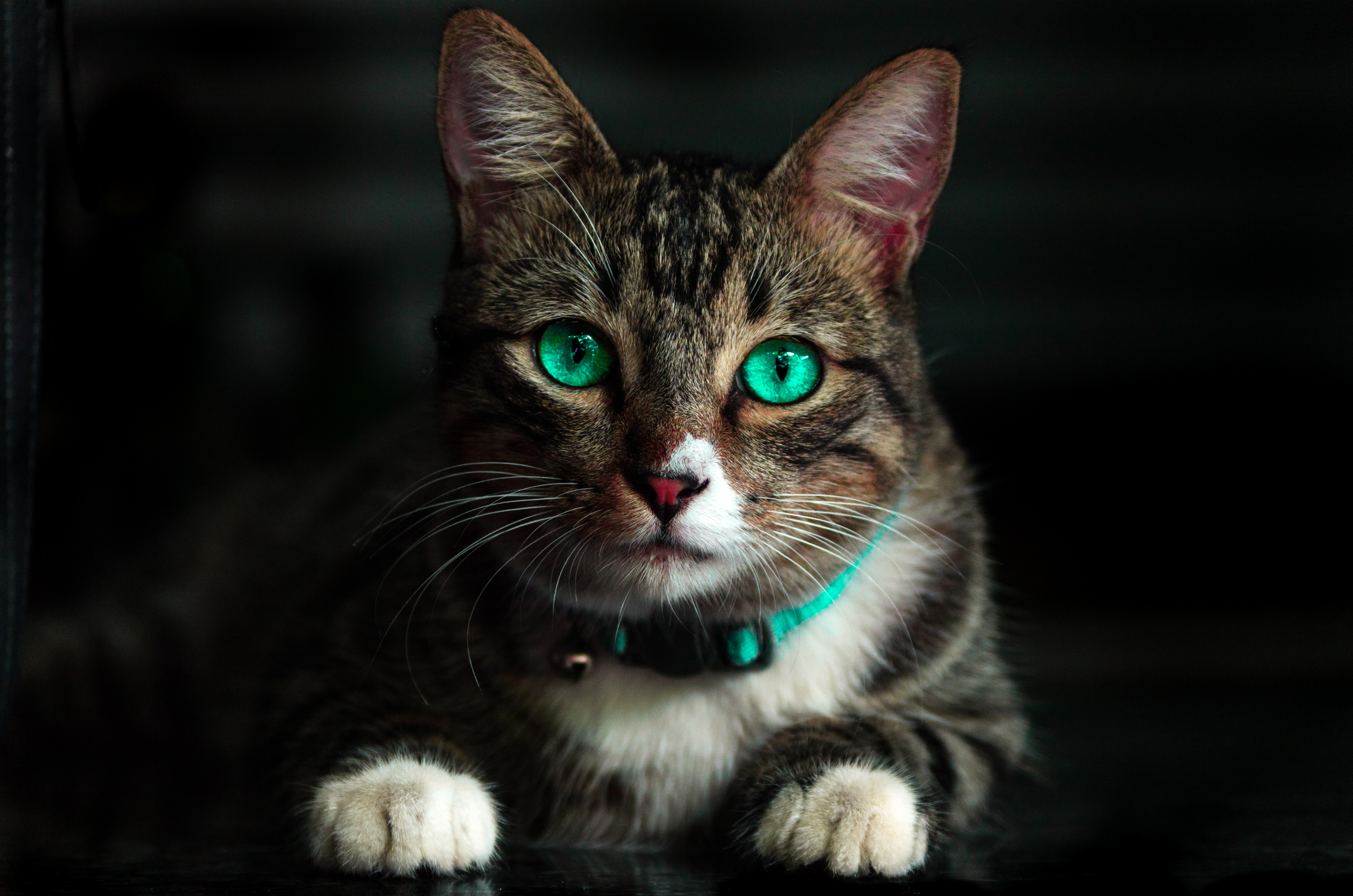 cat, animals, beautiful, sight, opinion, green eyed