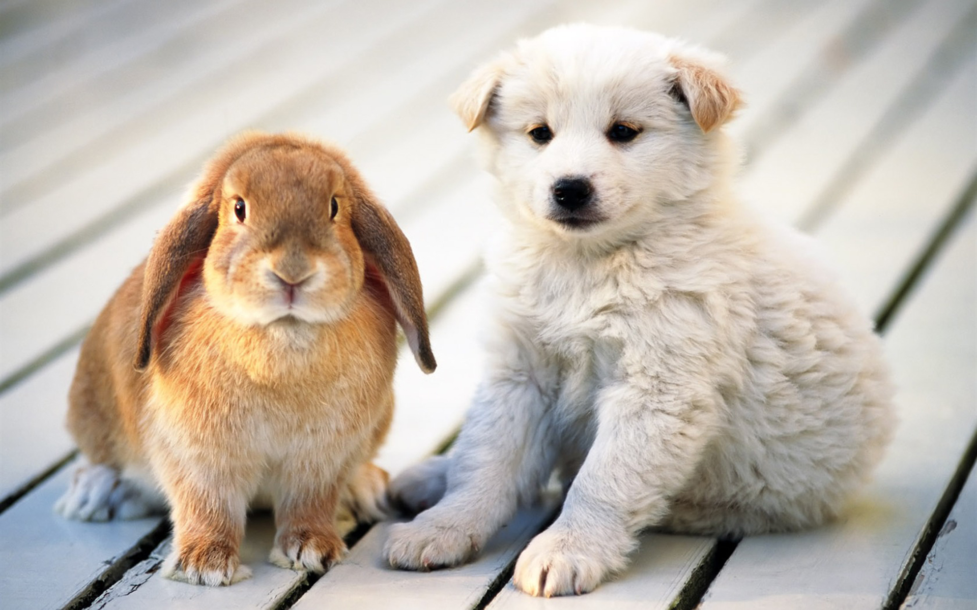 Descarga gratuita de fondo de pantalla para móvil de Animales, Perros, Conejos.