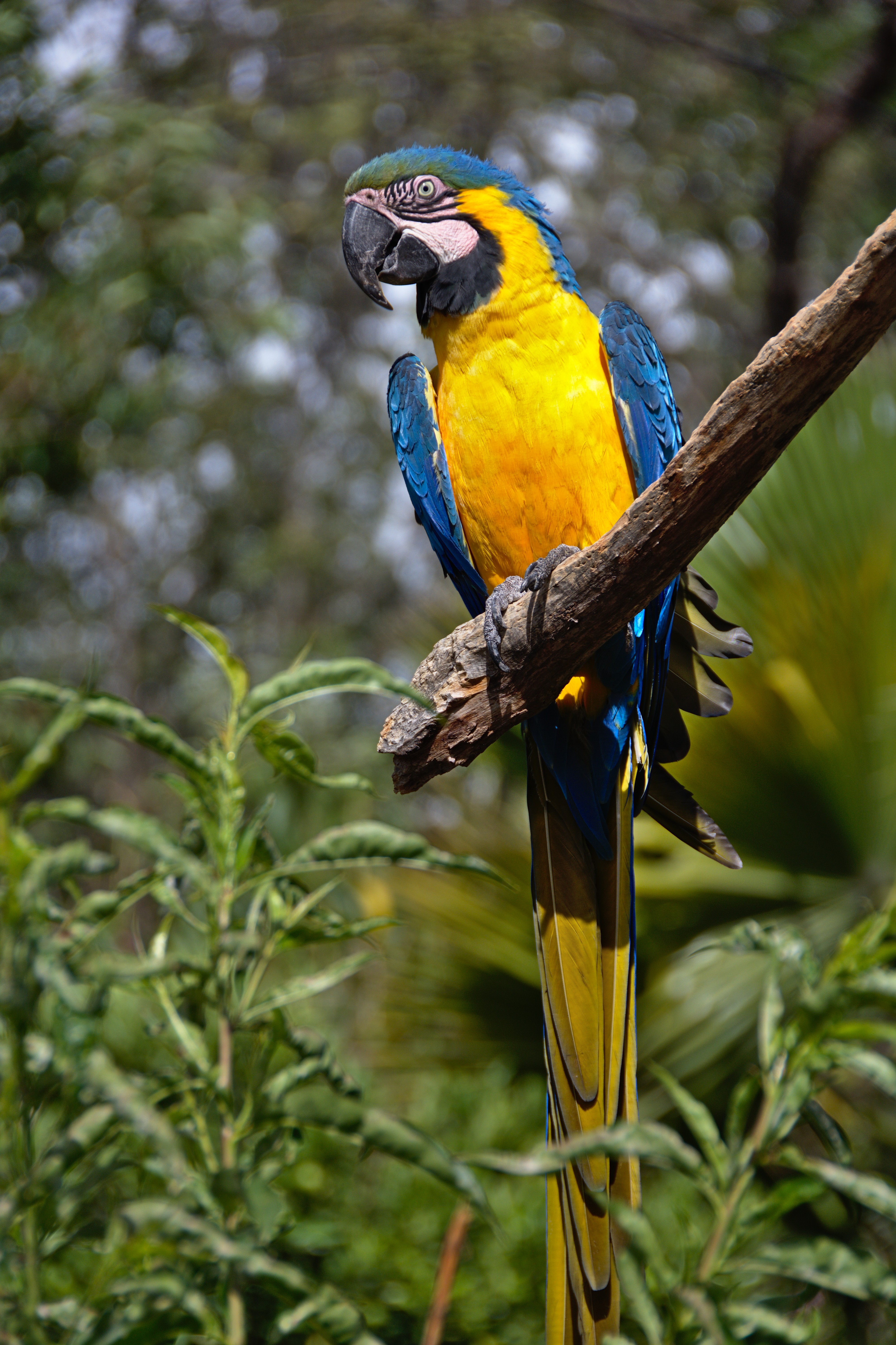 parrots, macaw, bright, animals, bird, tail