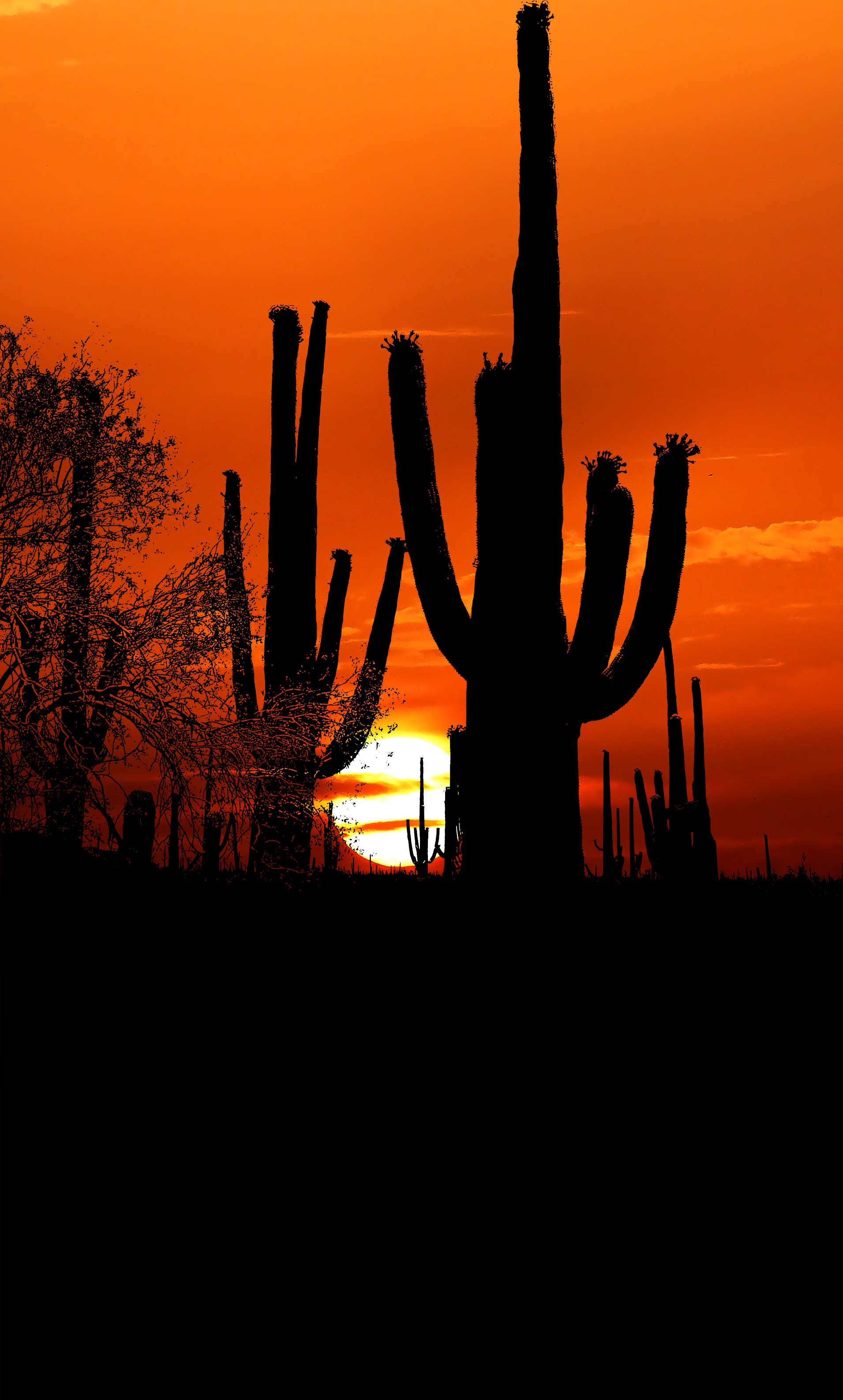 Free download wallpaper Sunset, Twilight, Dusk, Outlines, Sun, Cactuses, Dark on your PC desktop