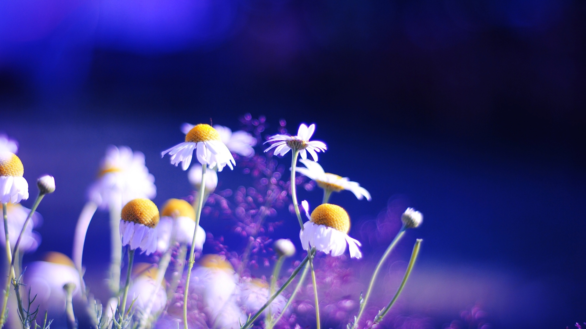 Téléchargez gratuitement l'image Fleur, Terre/nature sur le bureau de votre PC