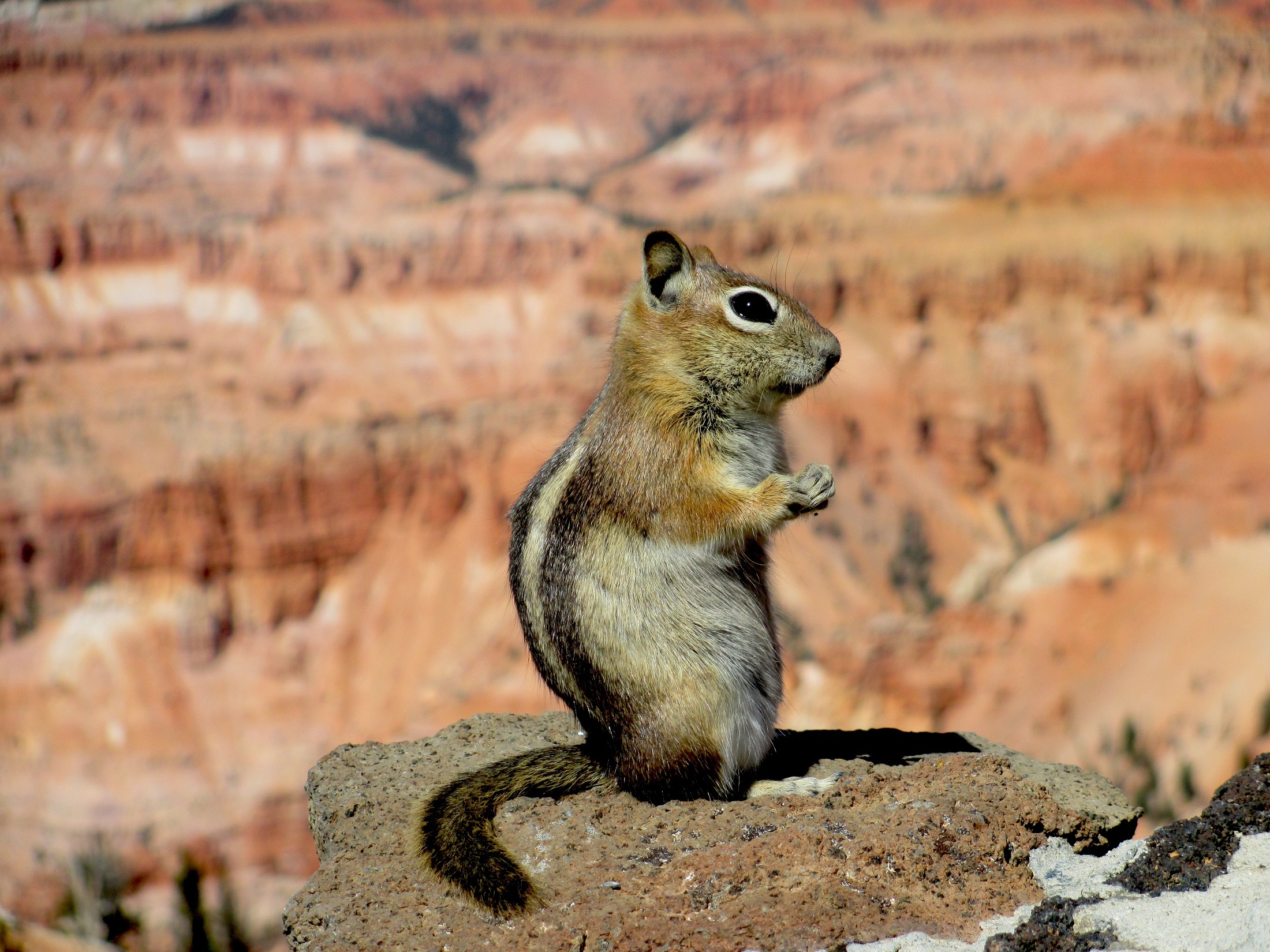 Download mobile wallpaper Squirrel, Animal, Rodent for free.