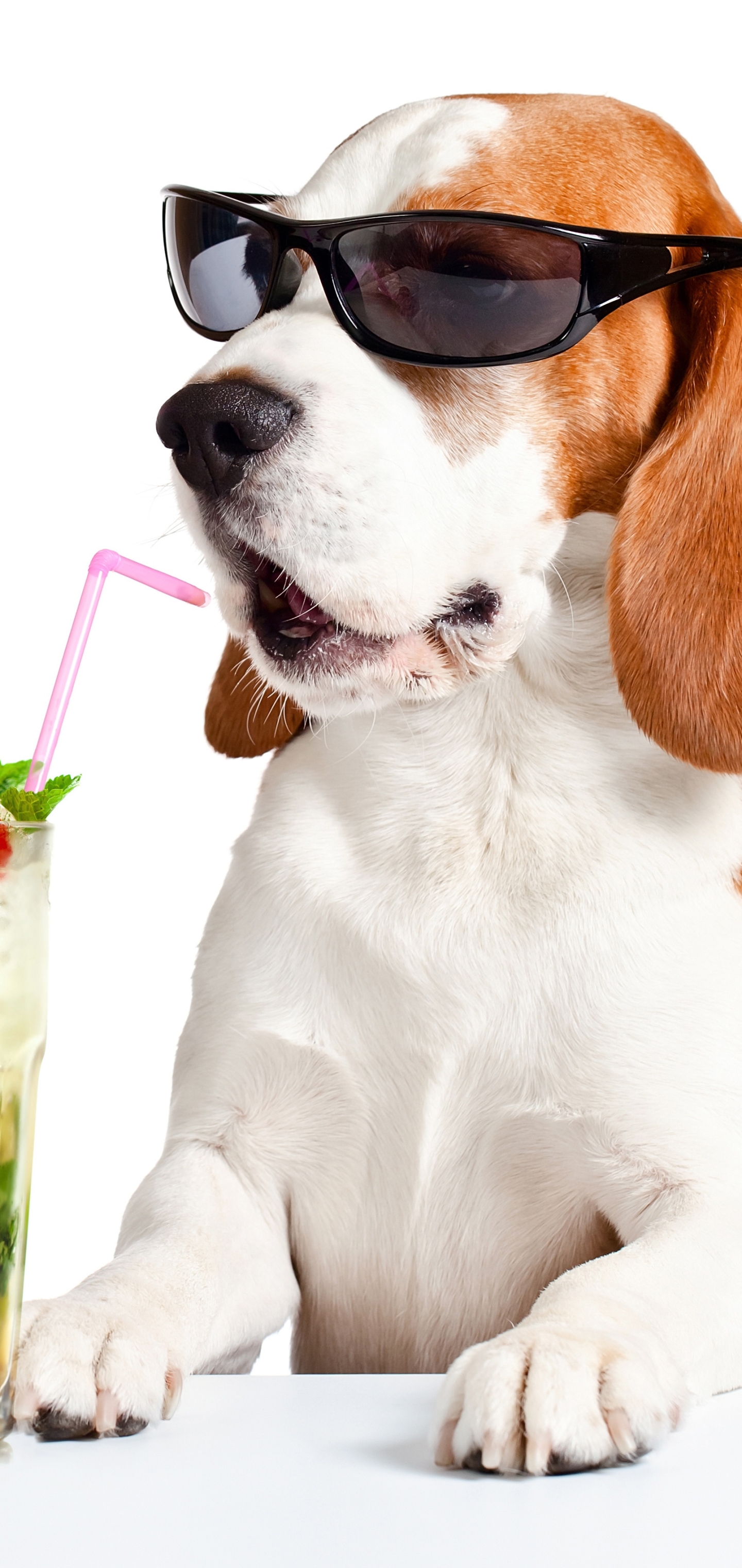 Handy-Wallpaper Tiere, Hunde, Hund, Sonnenbrille, Beagle kostenlos herunterladen.