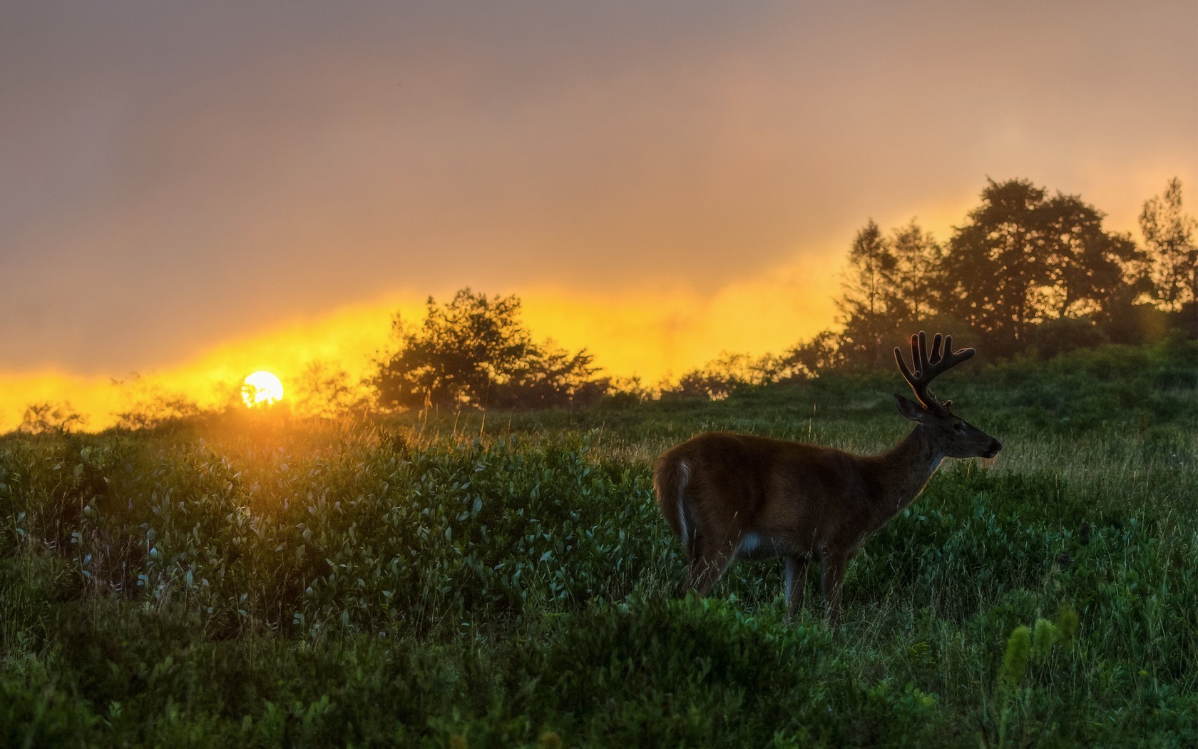 Handy-Wallpaper Tiere, Hirsch kostenlos herunterladen.