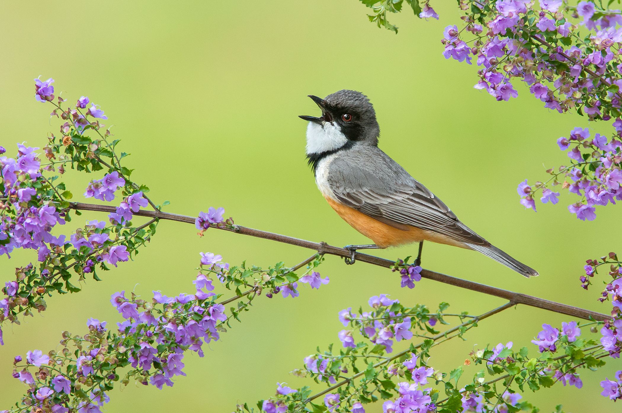 367832 Hintergrundbilder und Rufous Whistler Bilder auf dem Desktop. Laden Sie  Bildschirmschoner kostenlos auf den PC herunter