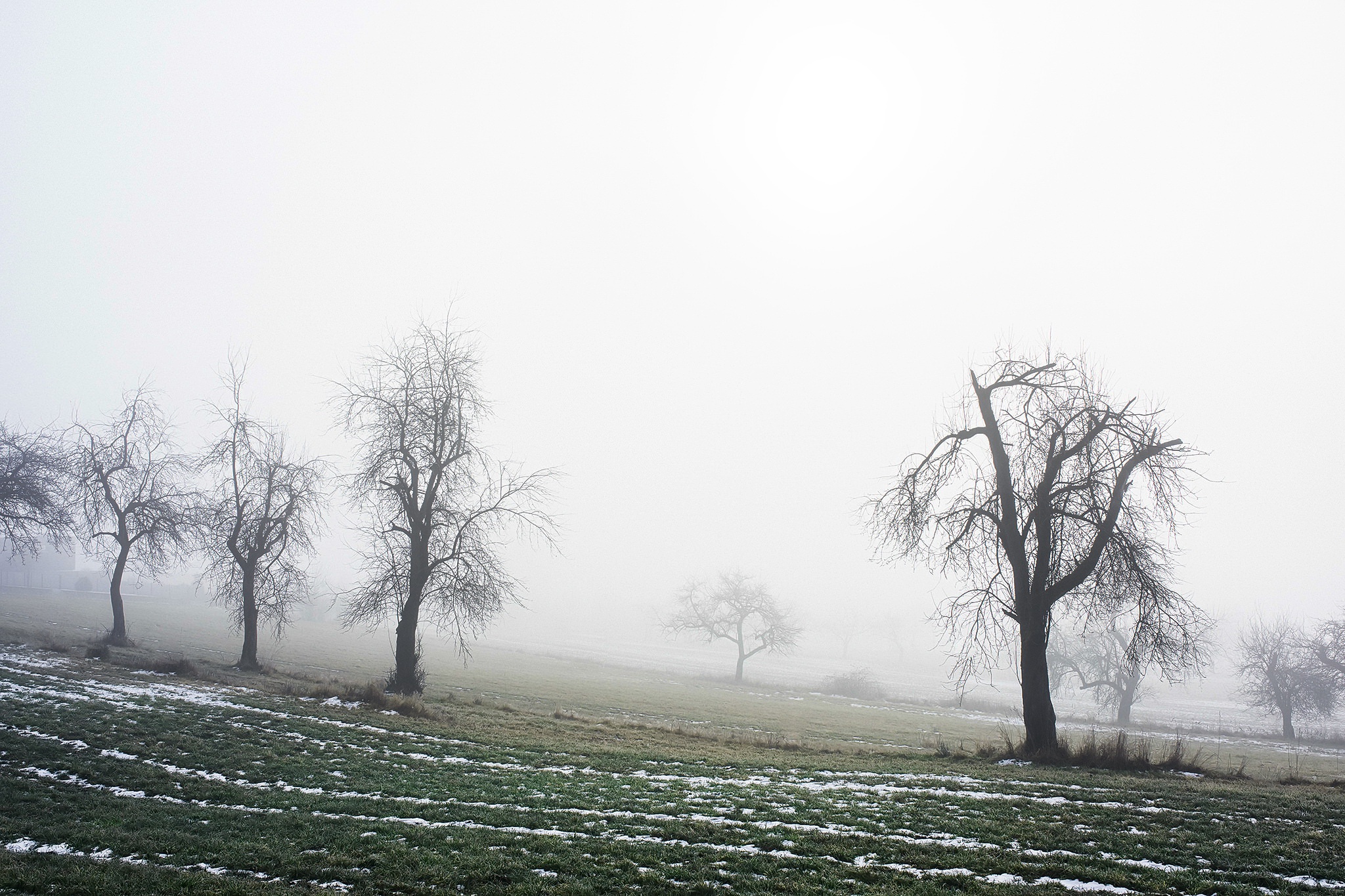 Descarga gratis la imagen Invierno, Naturaleza, Árbol, Niebla, Tierra/naturaleza en el escritorio de tu PC