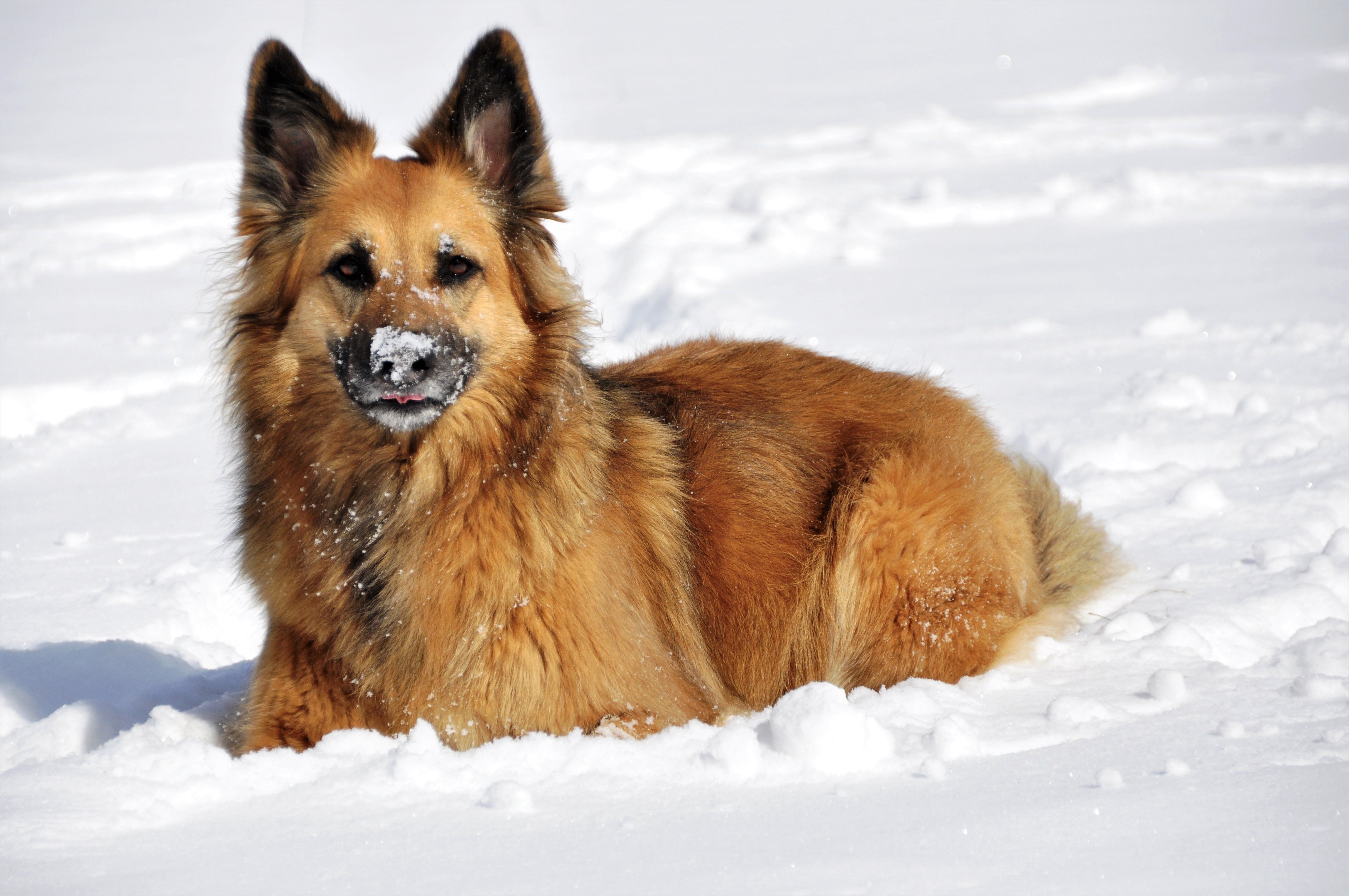 Handy-Wallpaper Tiere, Winter, Hunde, Schnee, Hund, Schäferhund kostenlos herunterladen.