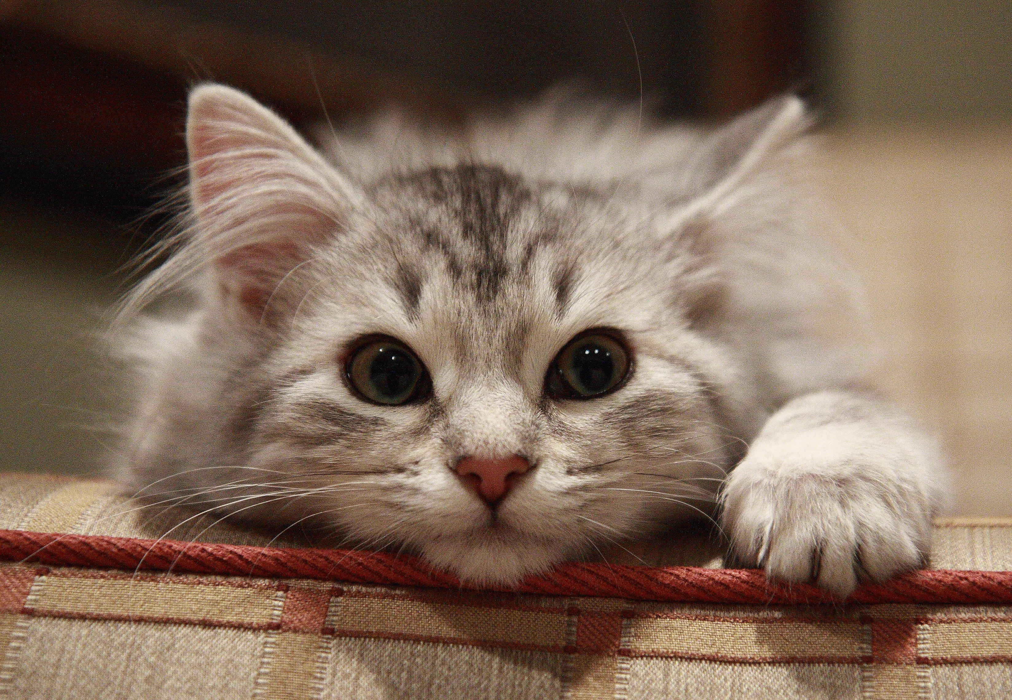 Baixe gratuitamente a imagem Animais, Gatos, Gato na área de trabalho do seu PC