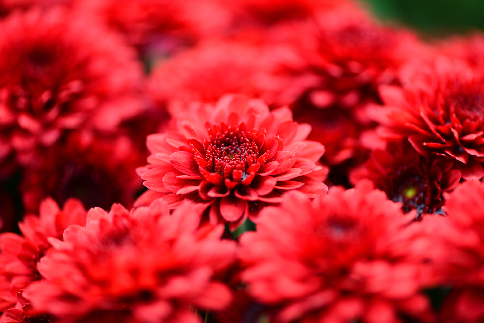 Téléchargez gratuitement l'image Fleurs, Fleur, Terre/nature sur le bureau de votre PC