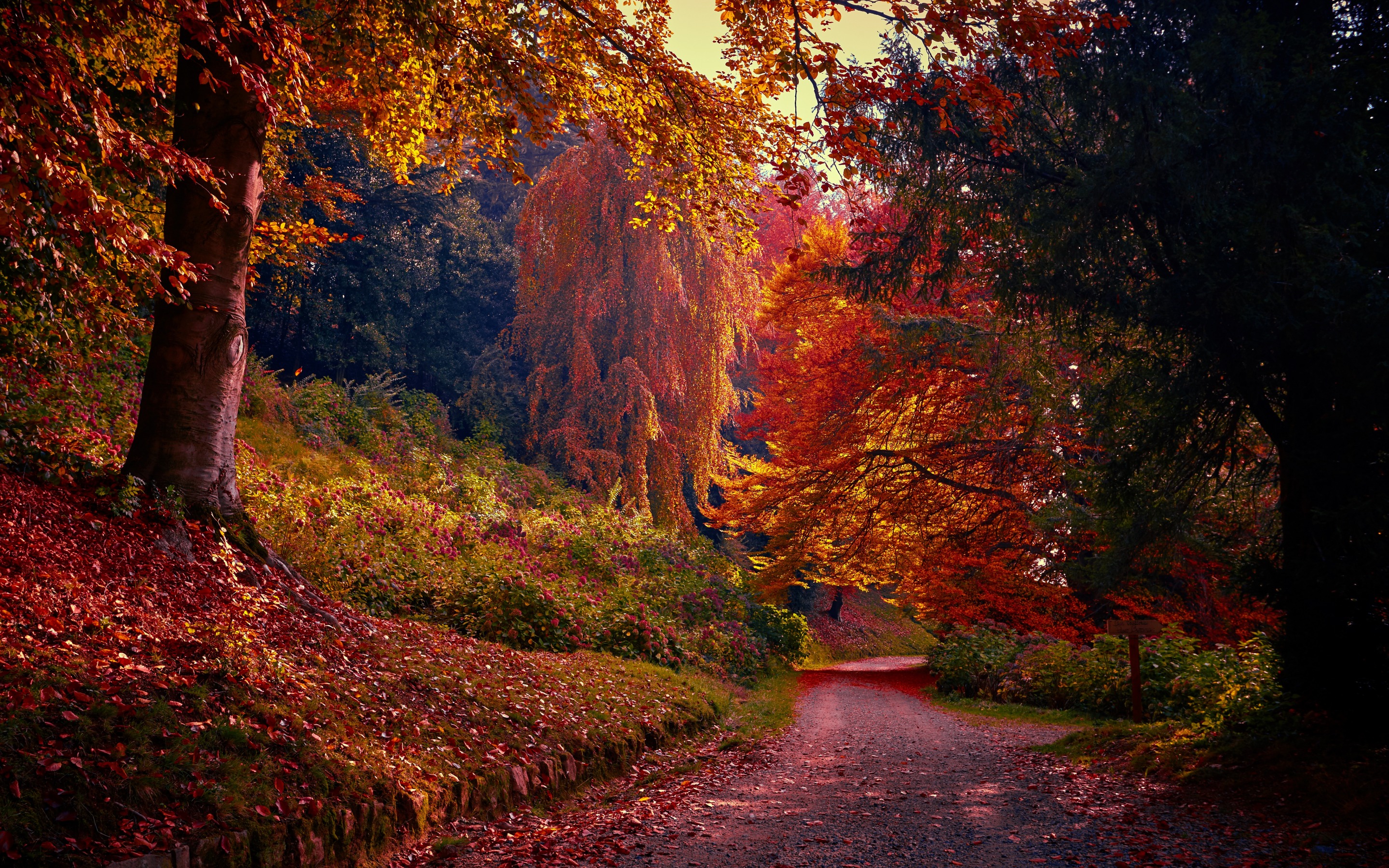 Téléchargez gratuitement l'image Automne, Route, Forêt, Construction Humaine sur le bureau de votre PC