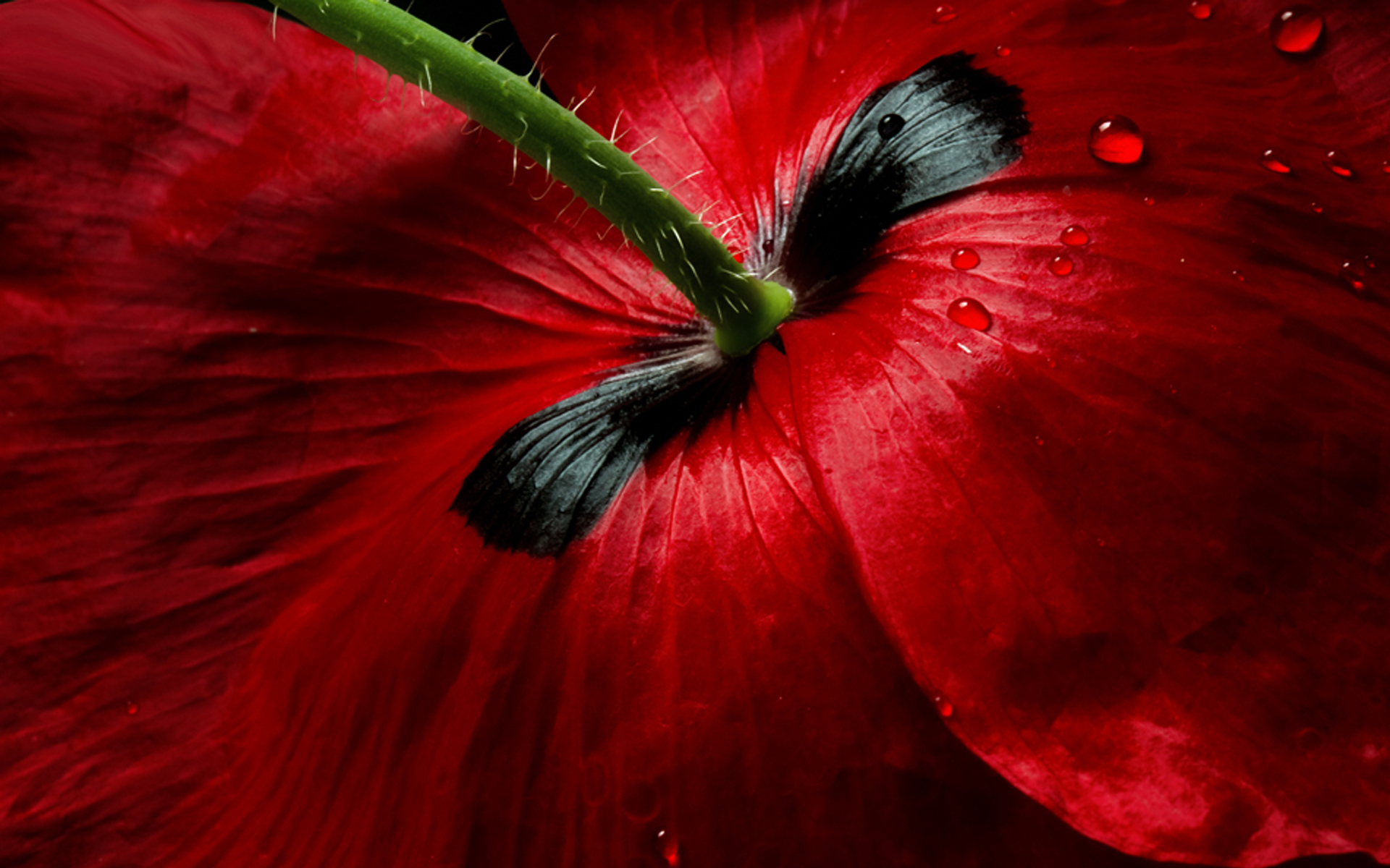 Descarga gratis la imagen Flores, Amapola, Tierra/naturaleza en el escritorio de tu PC