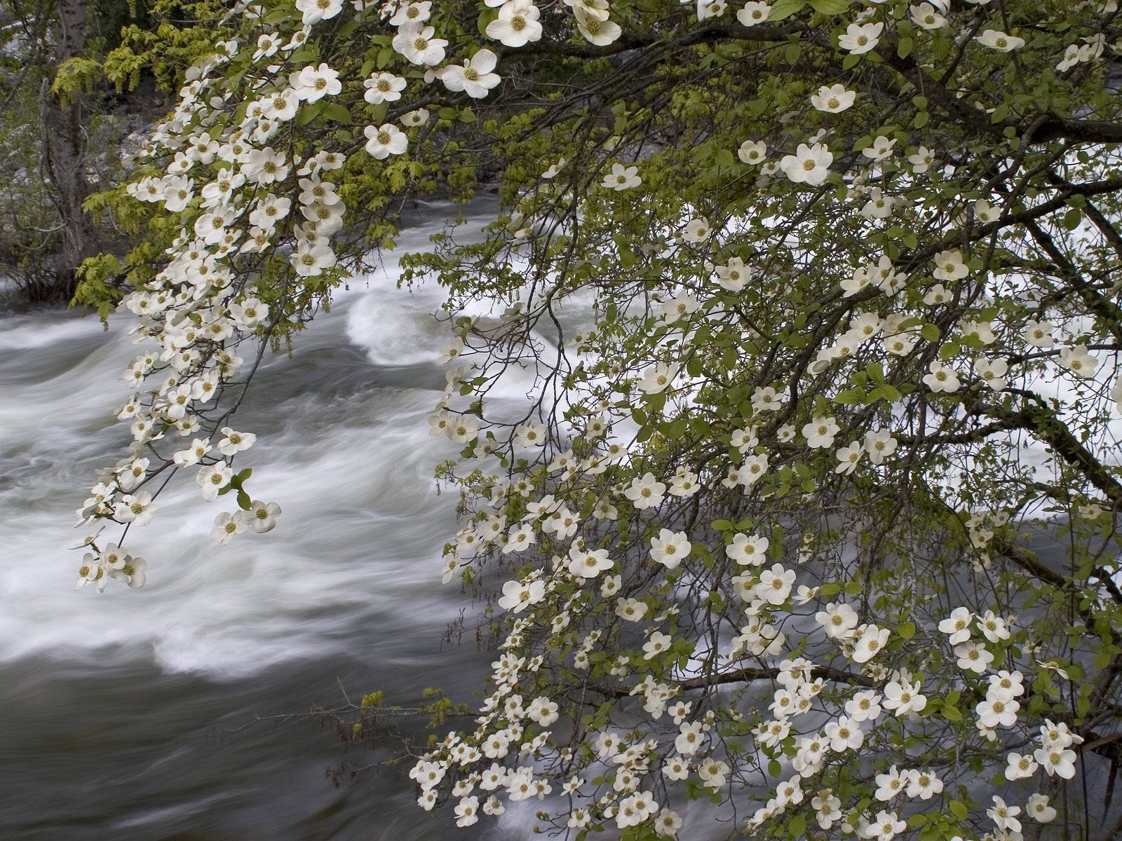 Free download wallpaper Stream, Nature, Wood, Flow, Flowers, Rivers, Tree, Spring on your PC desktop