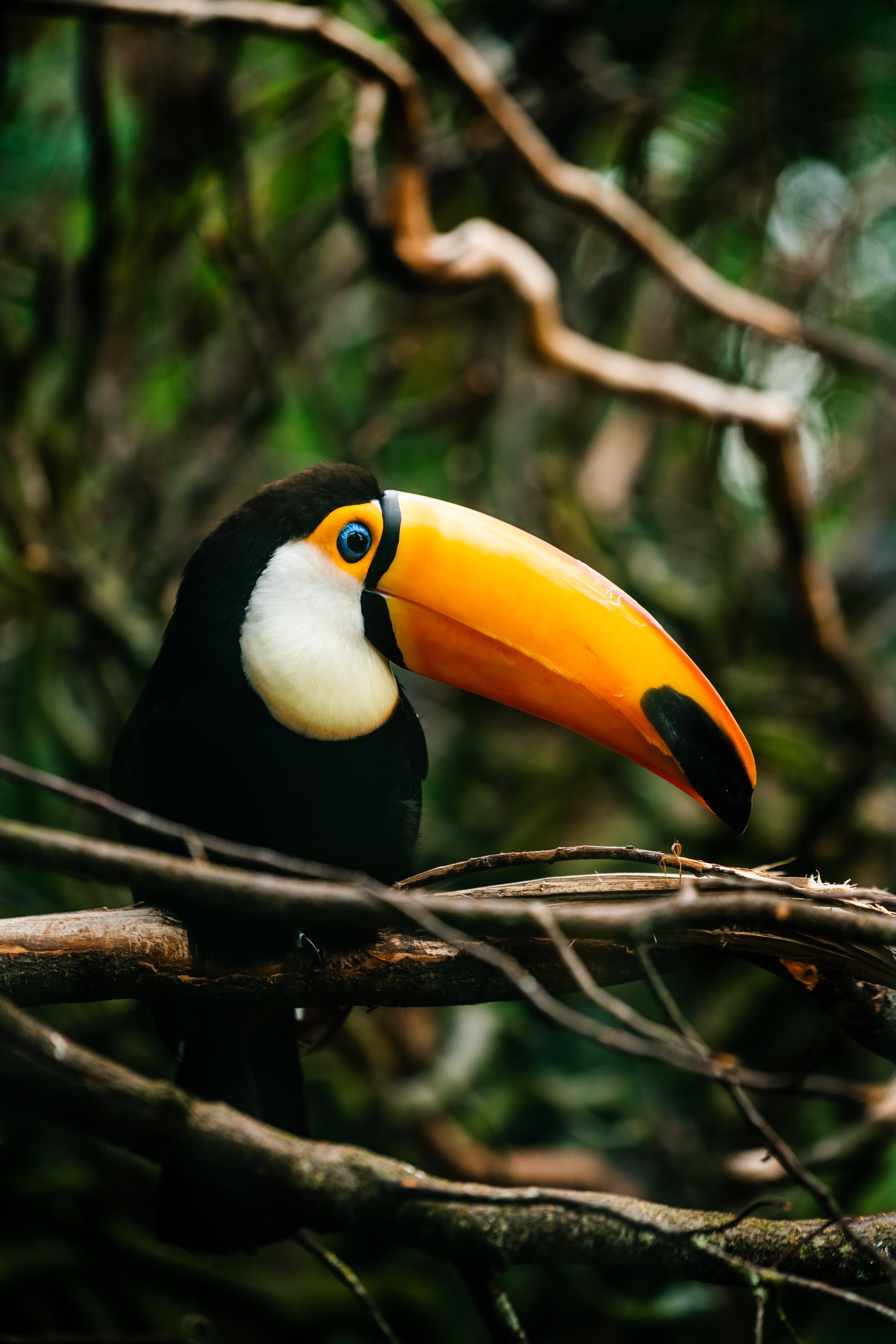 toucan, bright, animals, bird, beak, branch