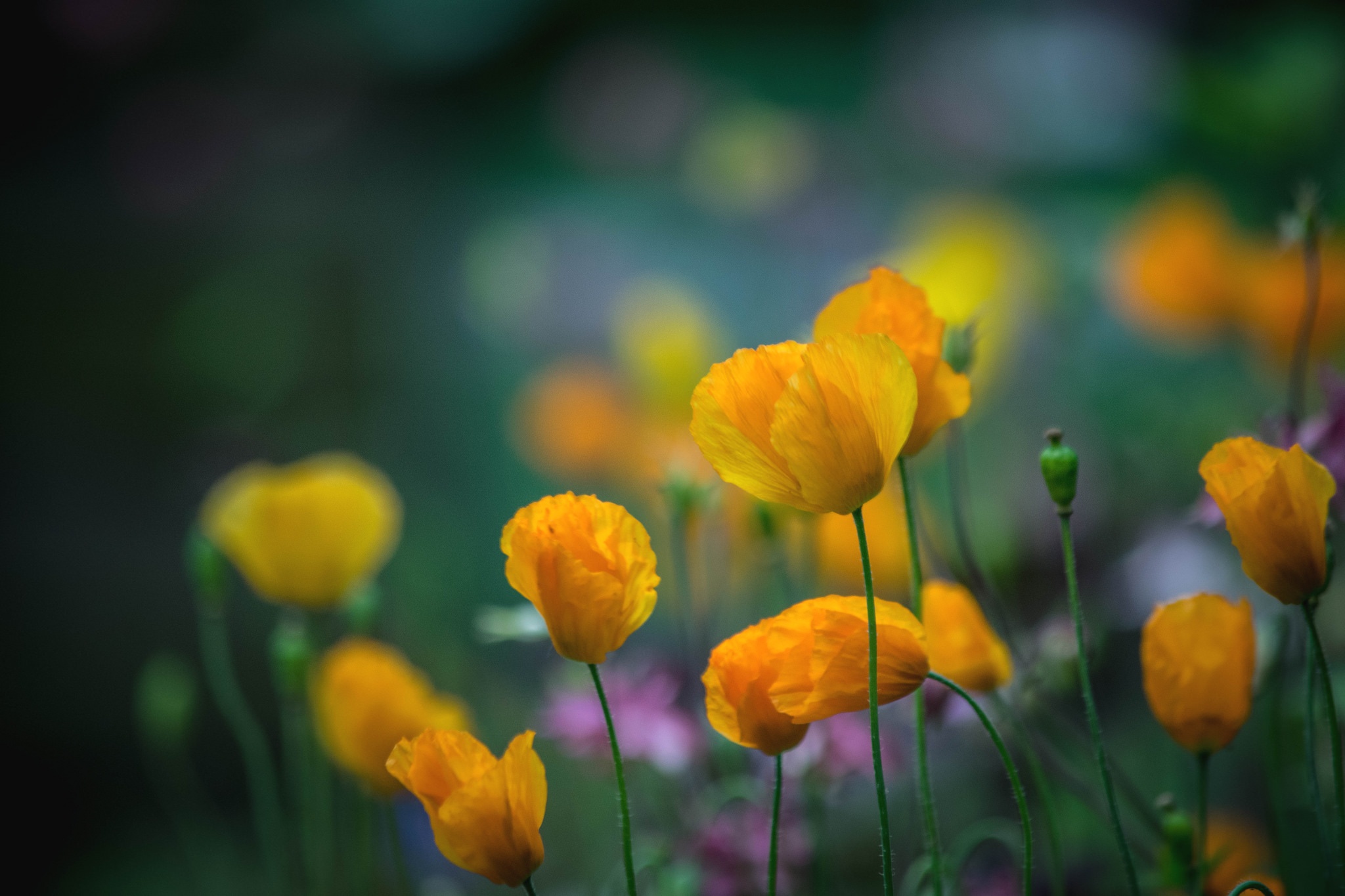 Download mobile wallpaper Nature, Flowers, Flower, Blur, Earth, Poppy, Yellow Flower for free.