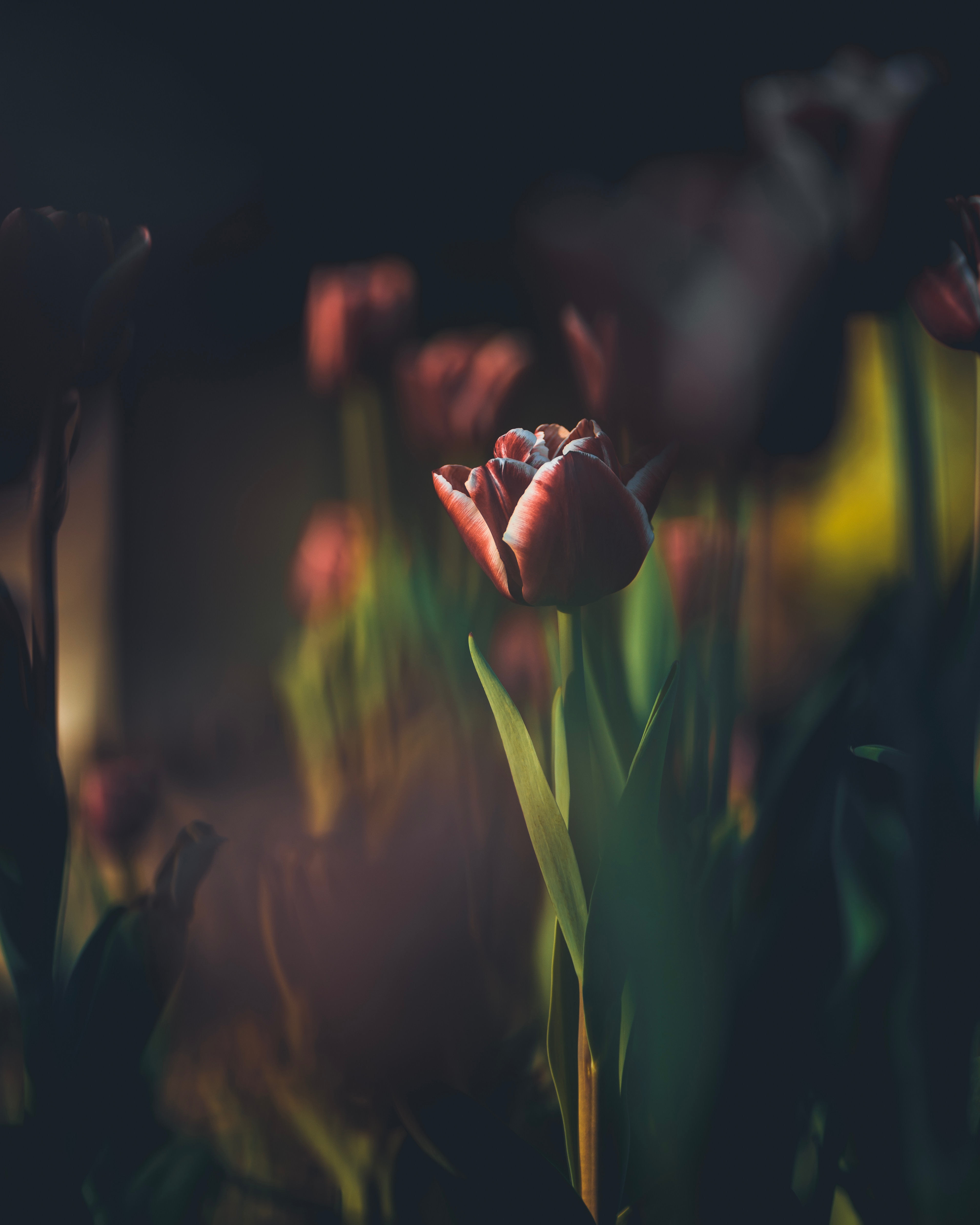 106985 descargar fondo de pantalla tulipán, flores, brote, yema, borrosidad, suave, madre, tallo: protectores de pantalla e imágenes gratis