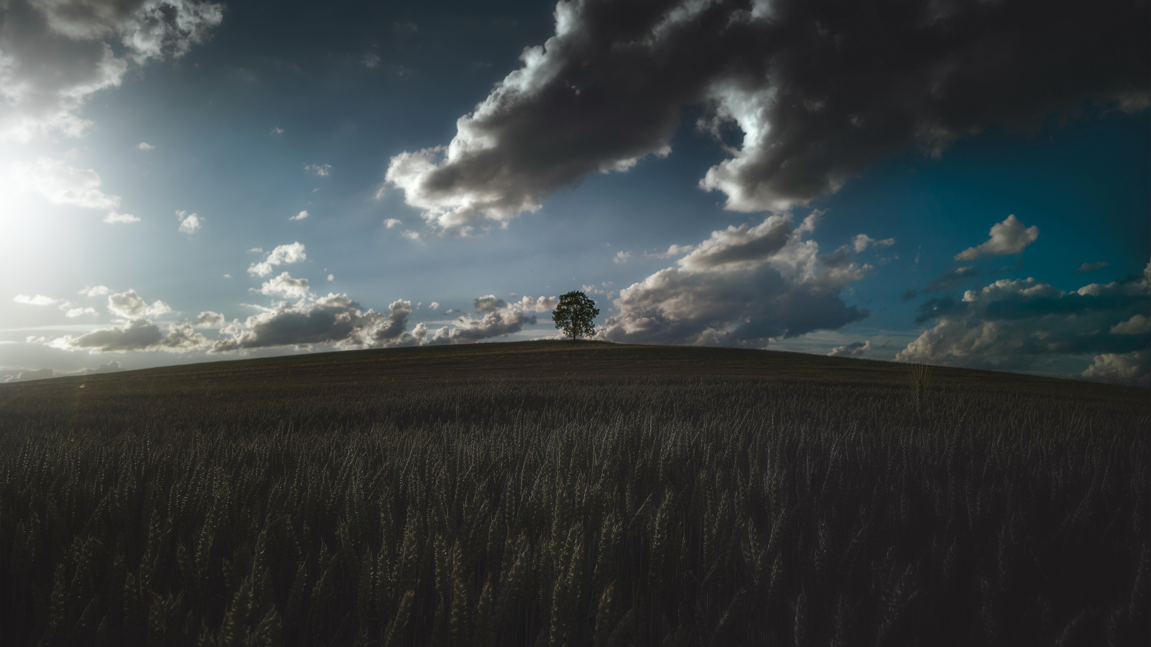Download mobile wallpaper Nature, Sky, Wheat, Tree, Earth, Field, Cloud for free.