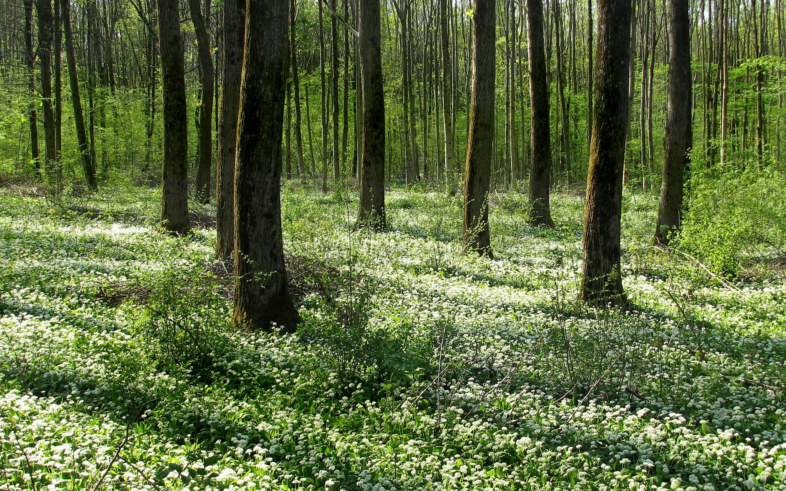 Descarga gratis la imagen Bosque, Tierra/naturaleza en el escritorio de tu PC