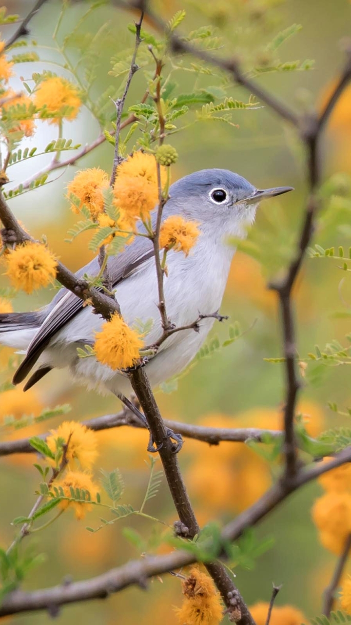 Download mobile wallpaper Birds, Flower, Bird, Branch, Animal, Spring for free.