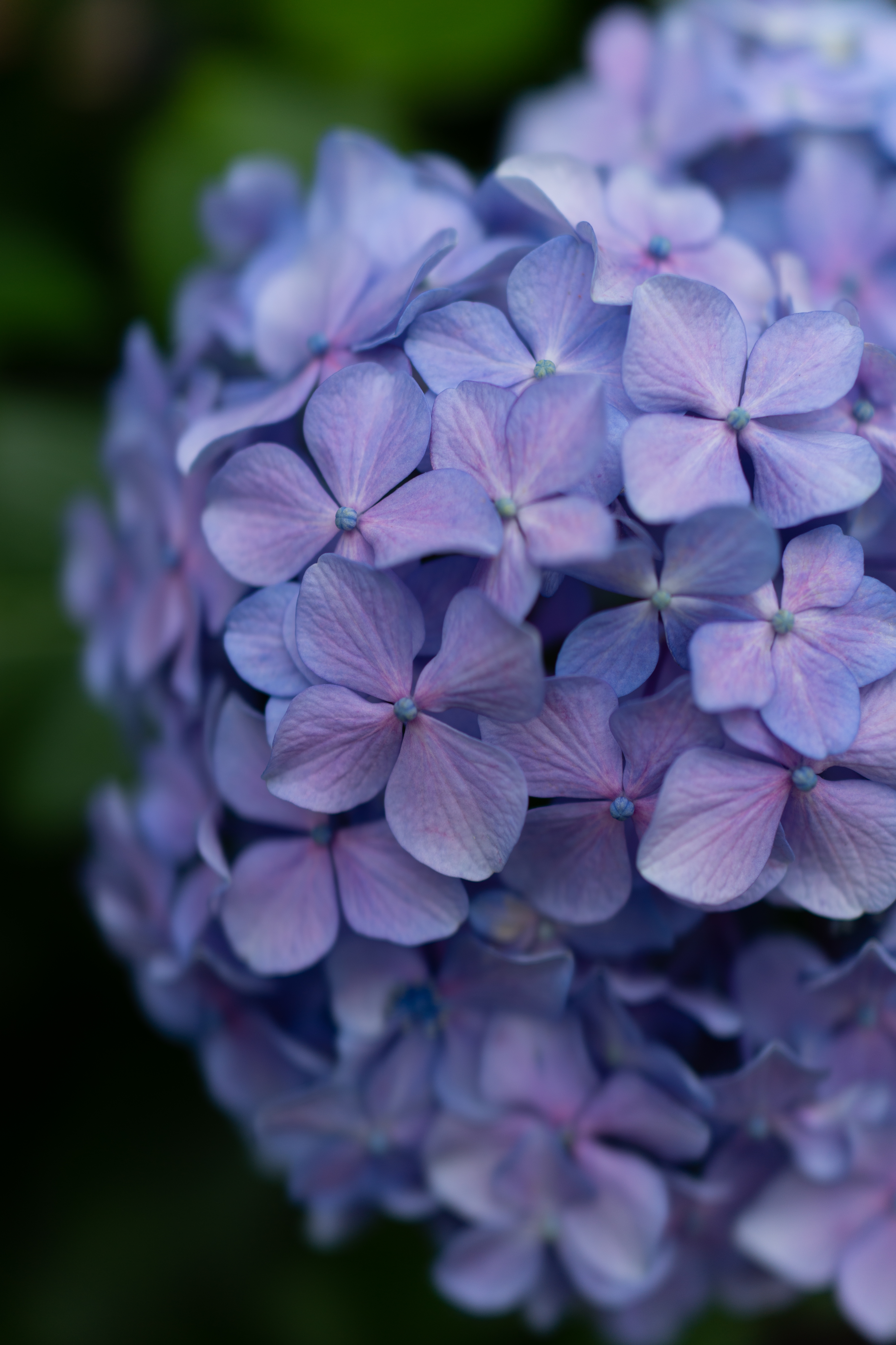 132400 Bild herunterladen blumen, lilac, pflanze, blühen, blühenden, blütenstand - Hintergrundbilder und Bildschirmschoner kostenlos