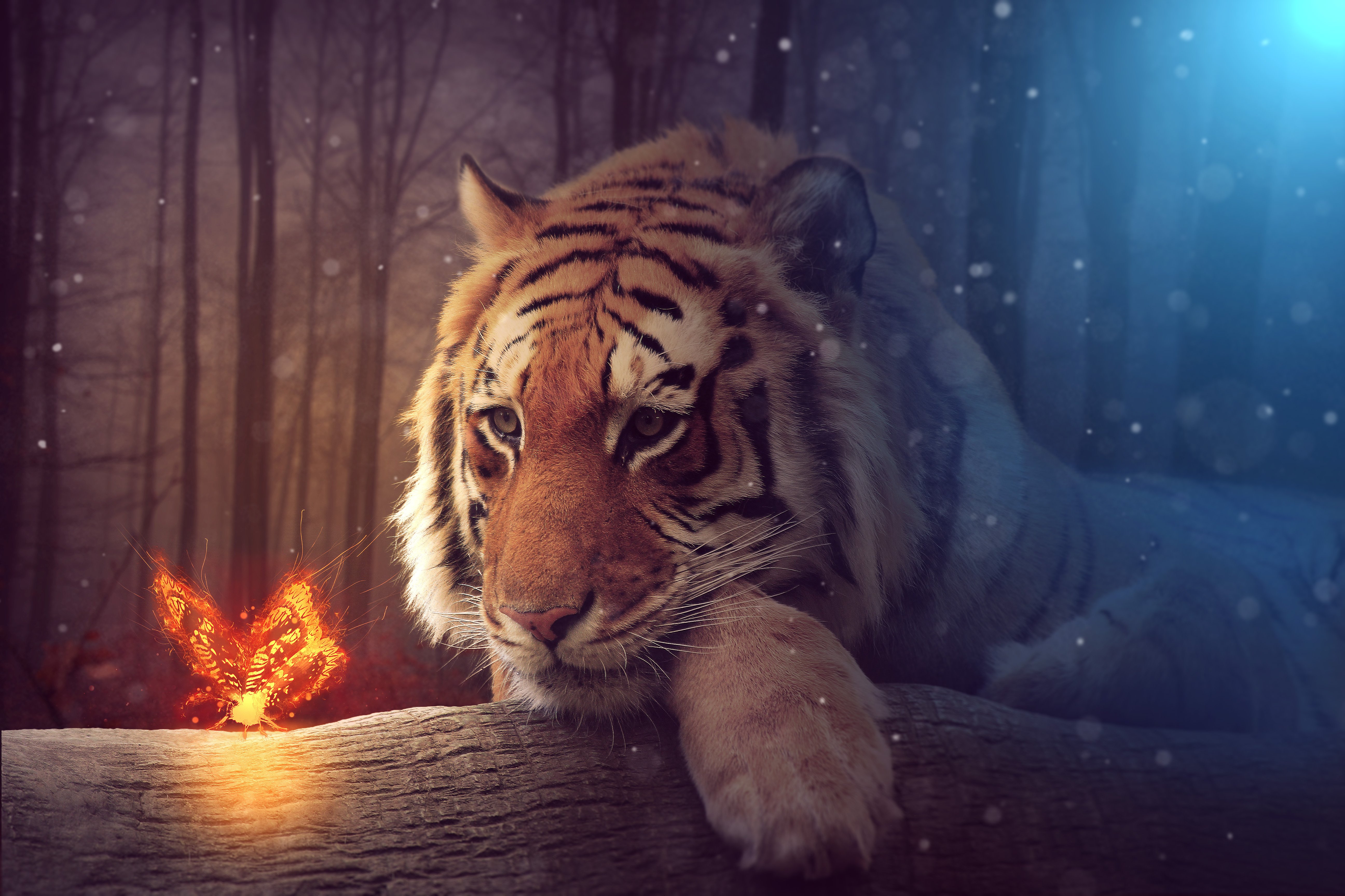 Descarga gratuita de fondo de pantalla para móvil de Animales, Gatos, Tigre.