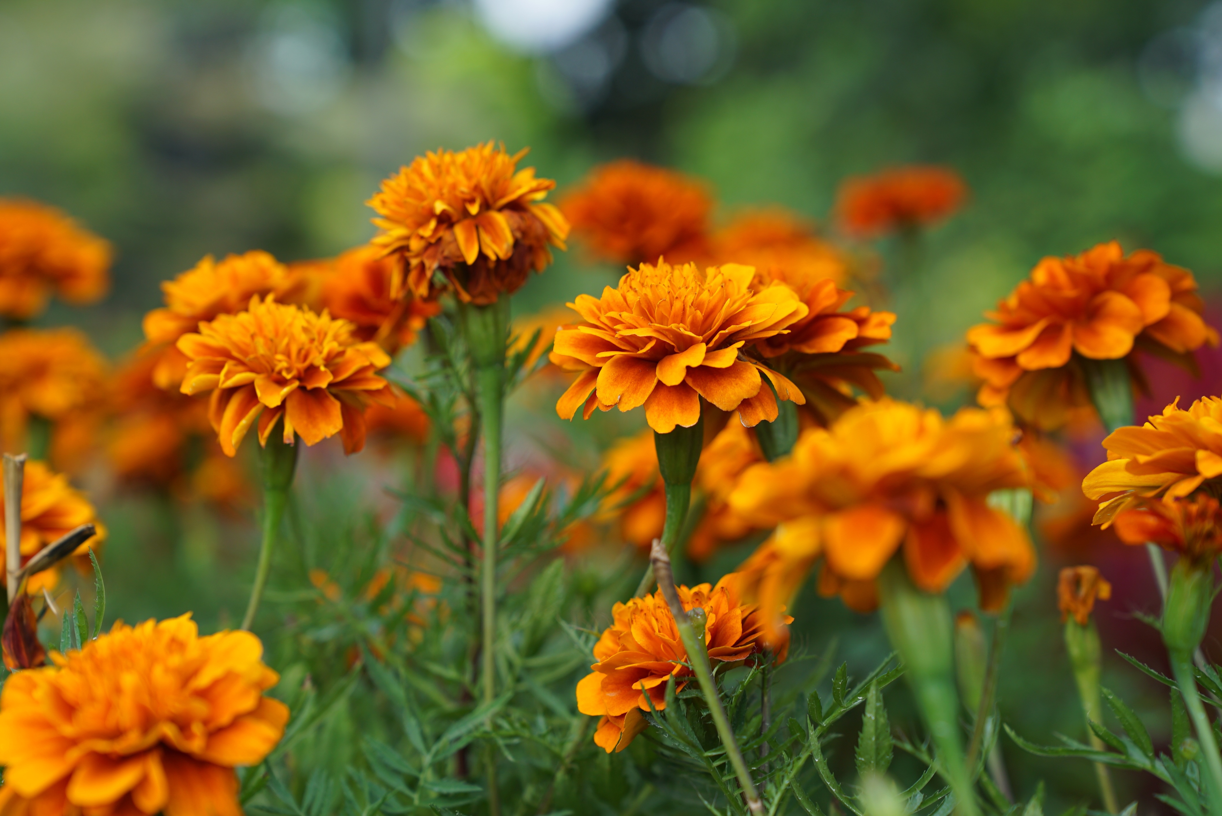 Download mobile wallpaper Flowers, Earth, Marigold, Orange Flower for free.