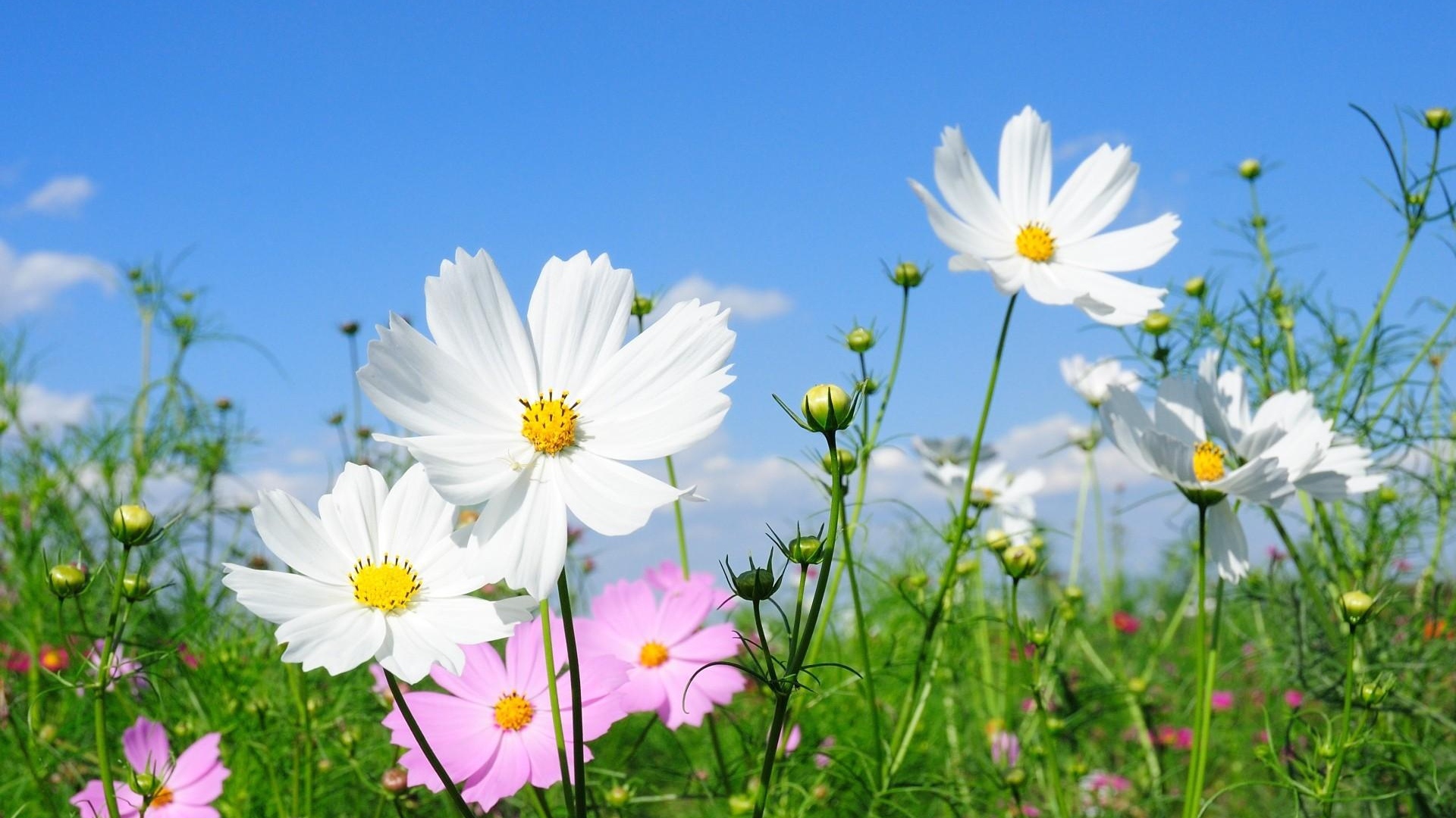 Handy-Wallpaper Blumen, Blume, Gras, Weiße Blume, Erde/natur, Kosmeen kostenlos herunterladen.
