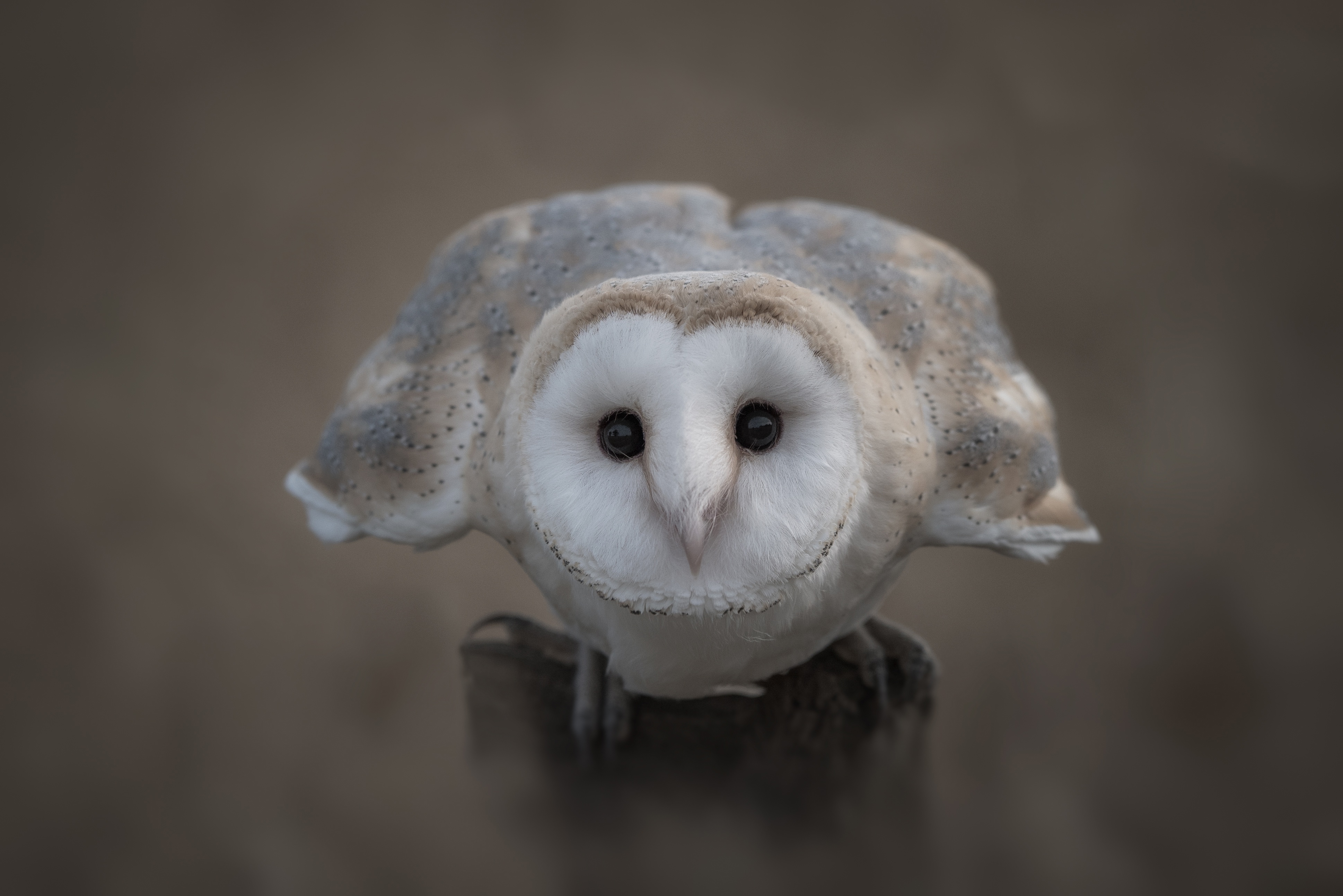 Download mobile wallpaper Birds, Owl, Bird, Animal, Barn Owl, Stare for free.