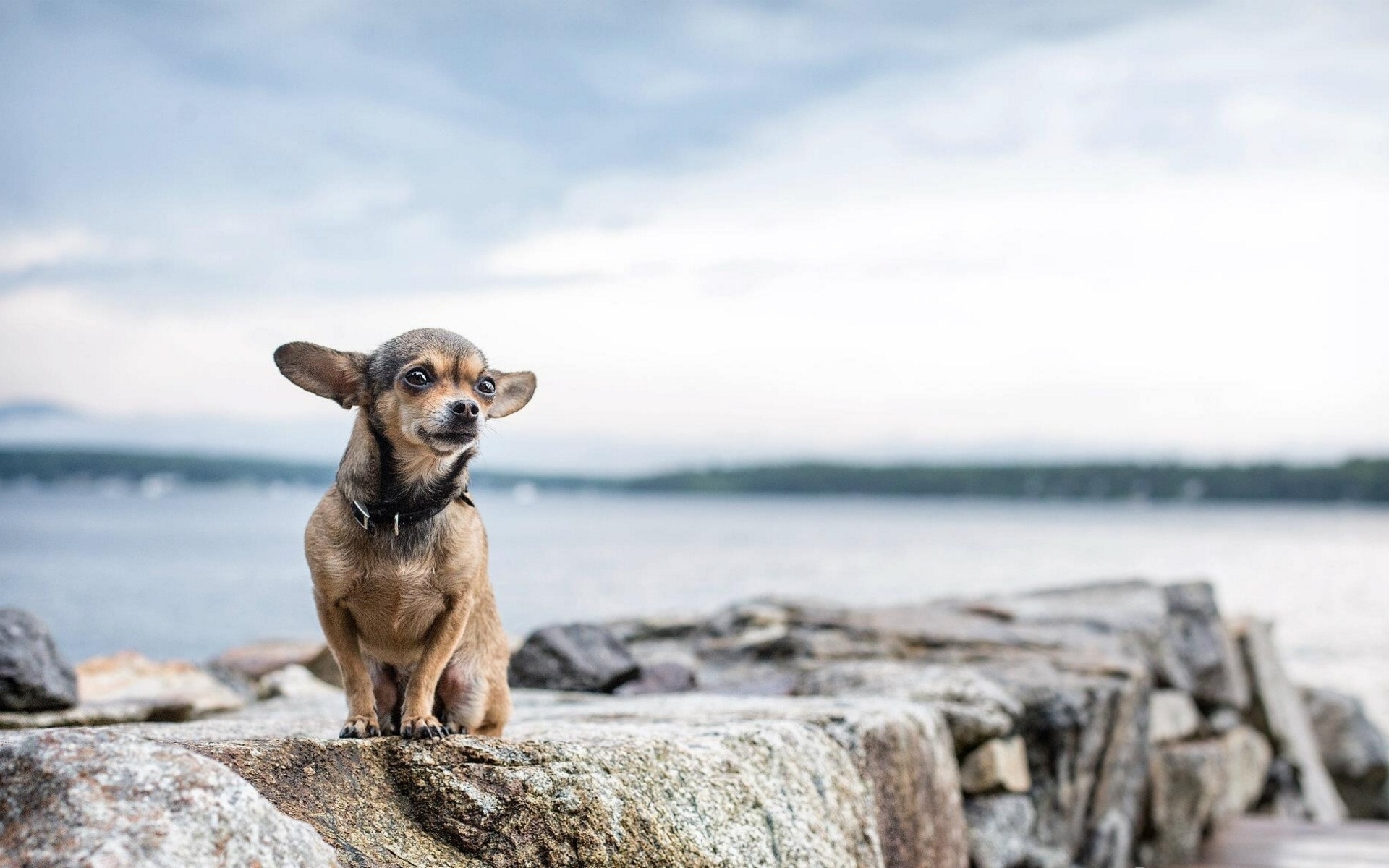 Descarga gratuita de fondo de pantalla para móvil de Animales, Perros, Perro.