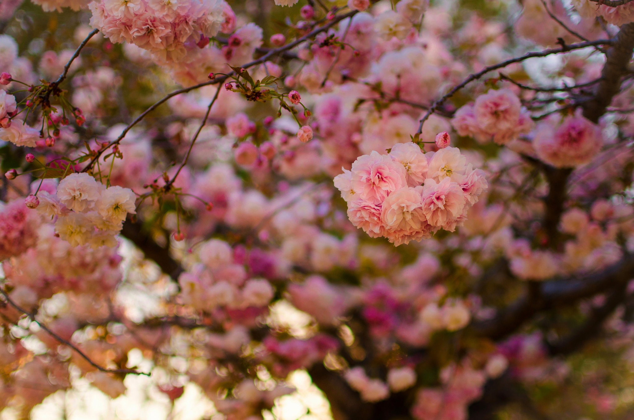 Скачать обои бесплатно Природа, Цветок, Весна, Цвести, Земля/природа, Розовый Цветок, Глубина Резкости, Флауэрсы картинка на рабочий стол ПК