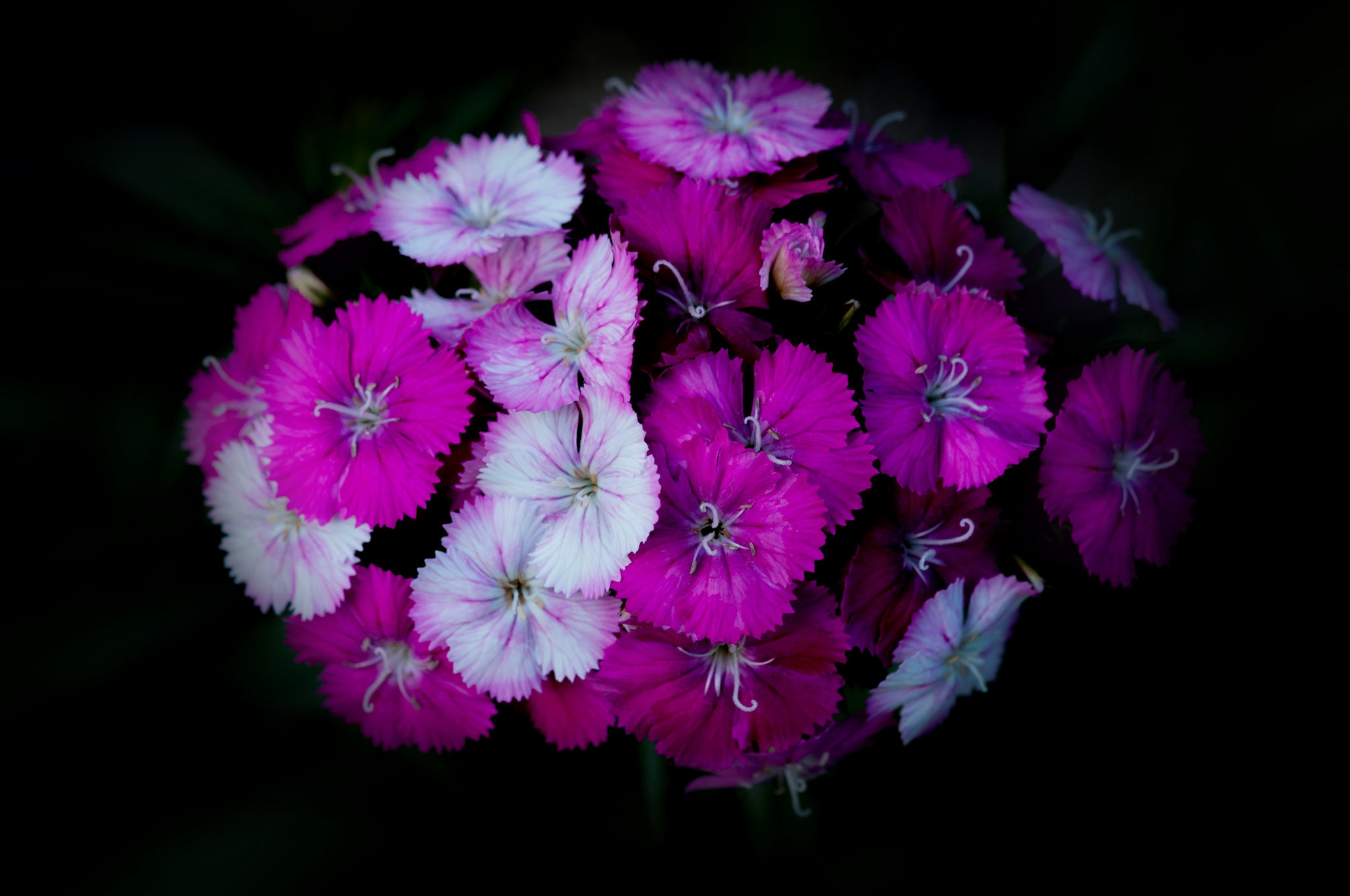 PCデスクトップに自然, フラワーズ, 花, 花束, 地球, 紫色の花画像を無料でダウンロード
