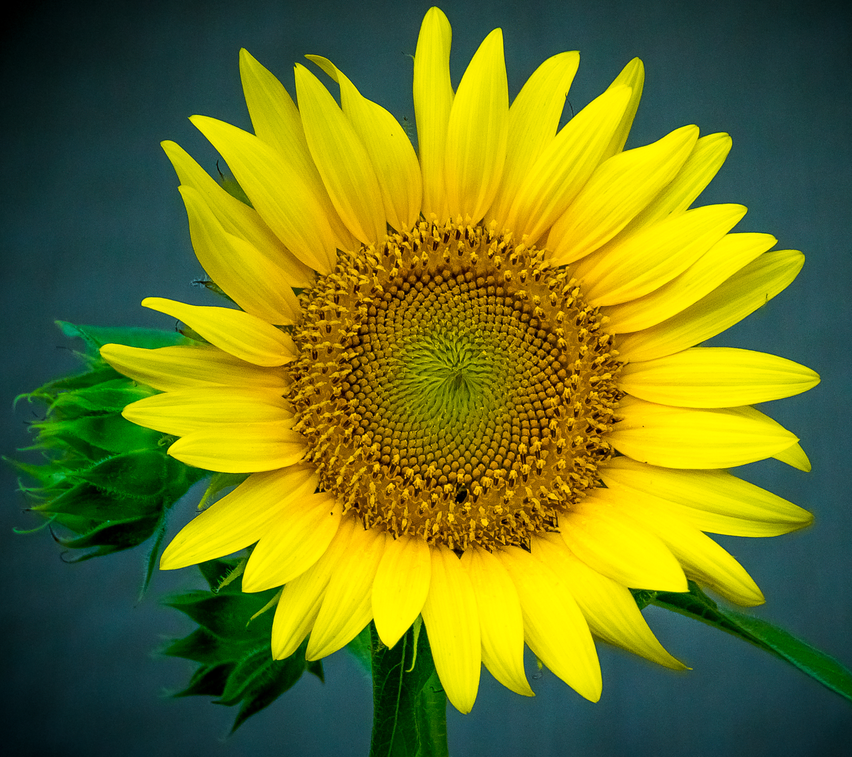 Free download wallpaper Flowers, Flower, Earth, Sunflower, Yellow Flower on your PC desktop