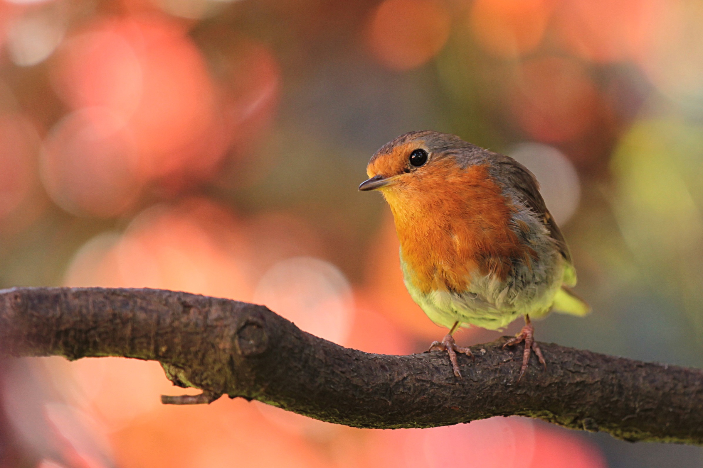 Download mobile wallpaper Birds, Bird, Animal, Bokeh, Robin for free.