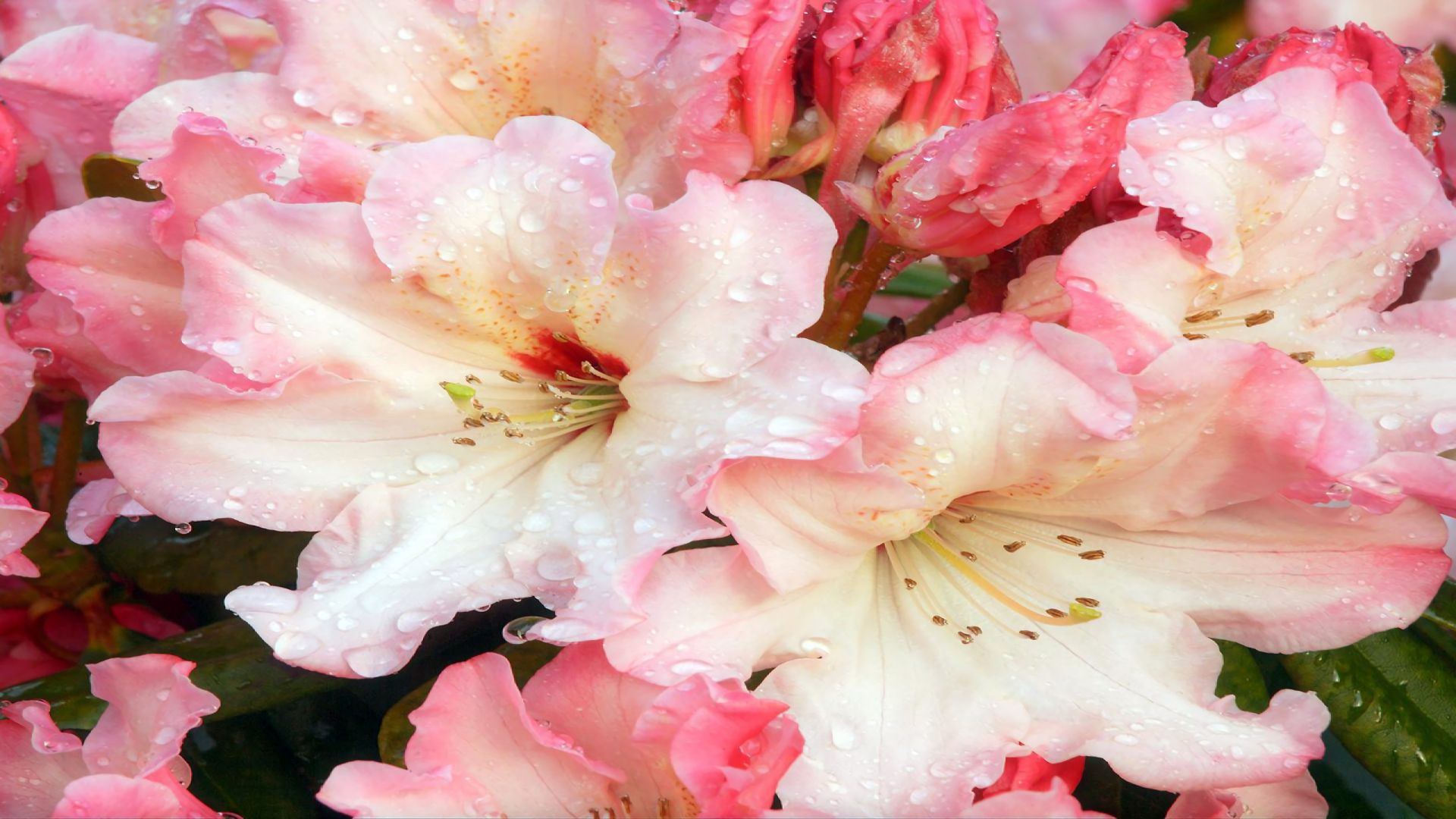 無料モバイル壁紙フラワーズ, 花, 地球, 水滴, ピンクの花をダウンロードします。