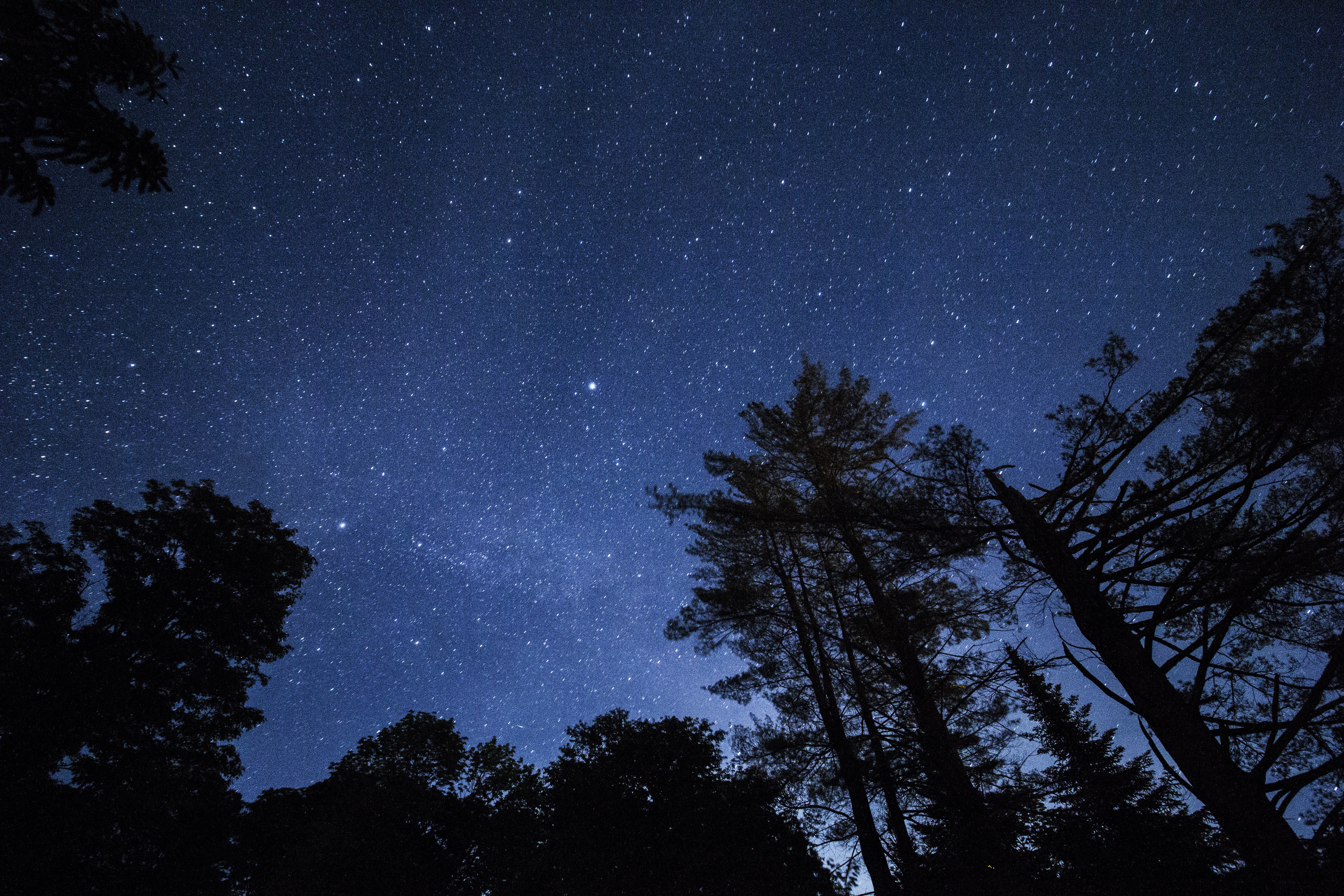 night, nature, trees, stars, starry sky Desktop Wallpaper