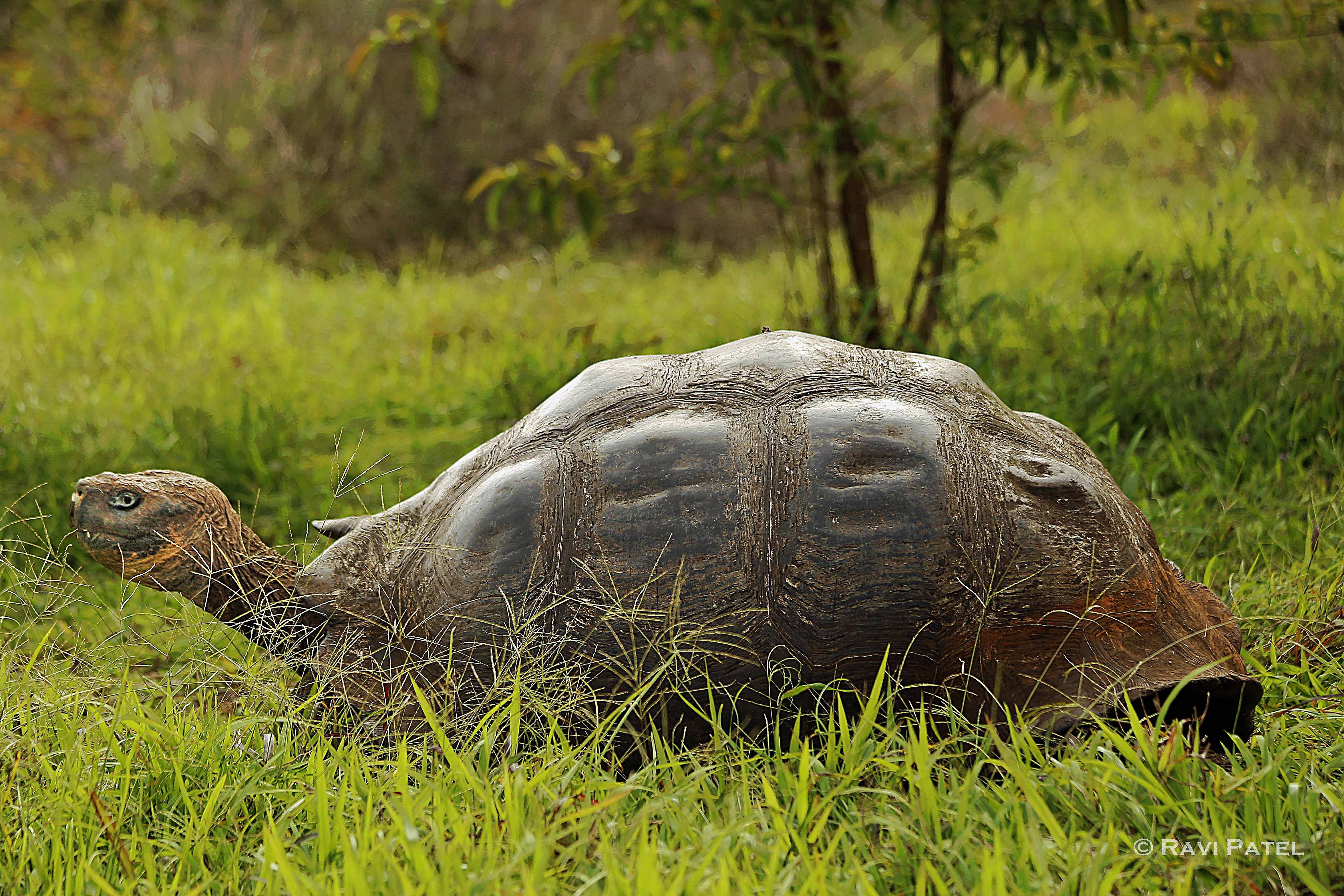 Laden Sie Galapagos Schildkröte HD-Desktop-Hintergründe herunter