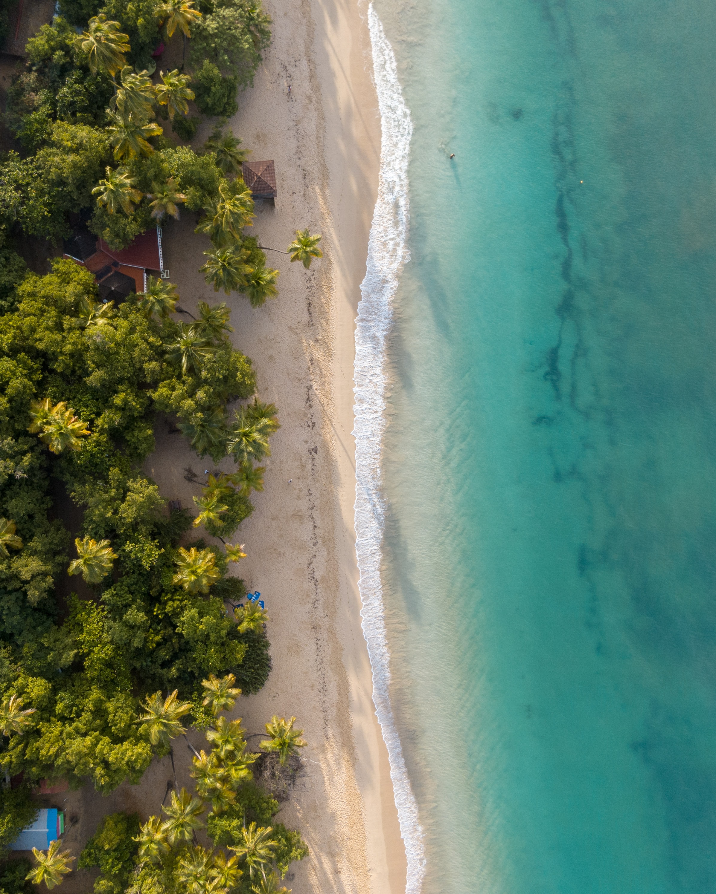 beach, view from above, nature, water, sea, sand, palms