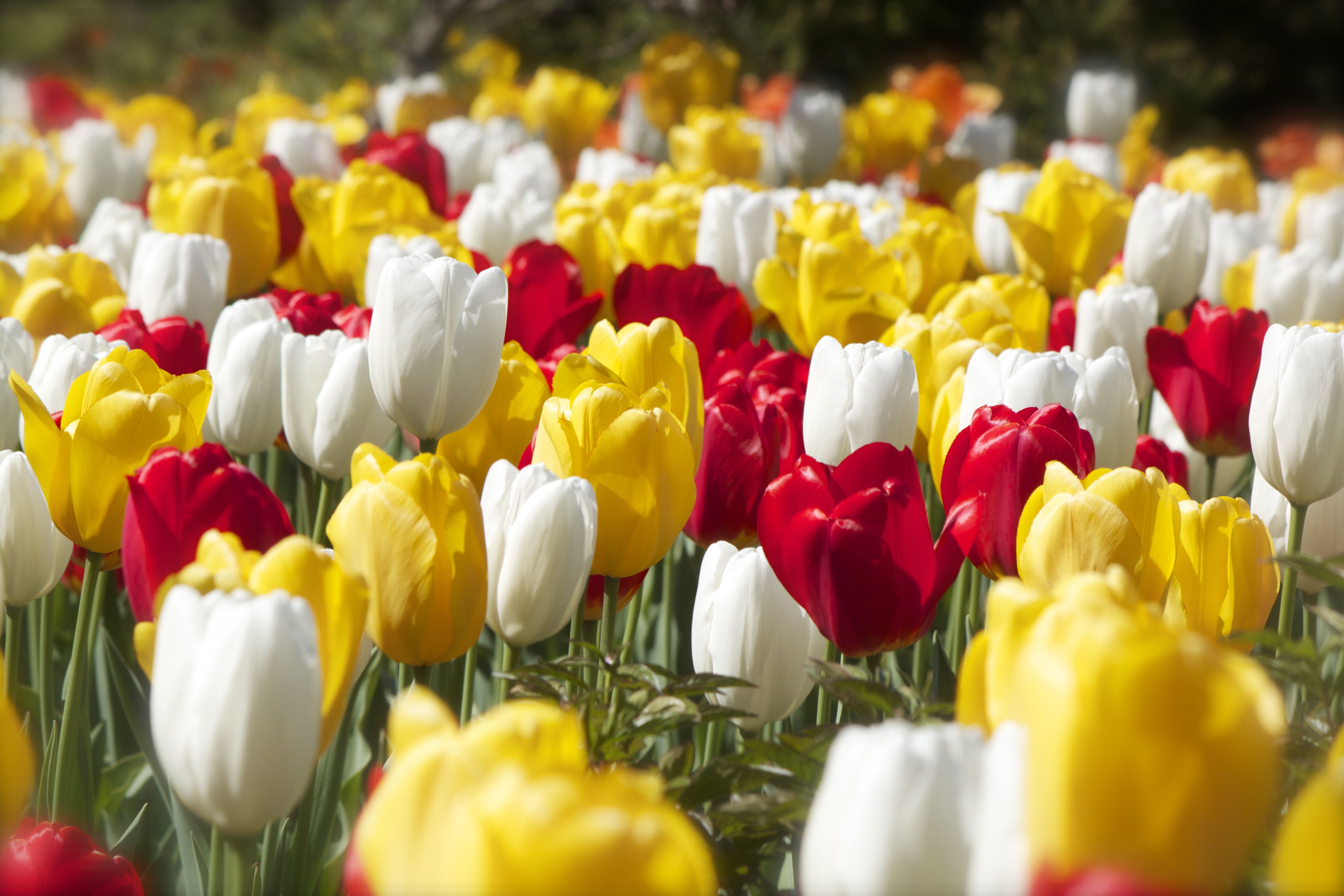 Free download wallpaper Nature, Flowers, Summer, Flower, Earth, Tulip, Yellow Flower, White Flower, Red Flower on your PC desktop