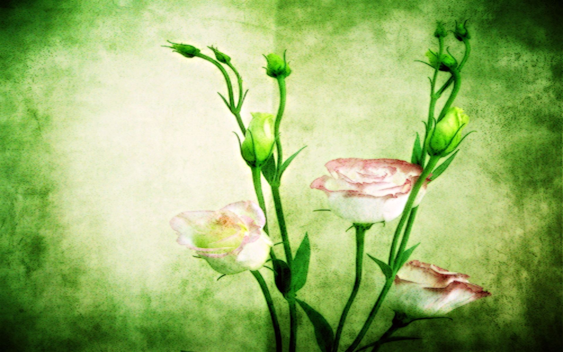 Handy-Wallpaper Rosa, Rose, Künstlerisch kostenlos herunterladen.