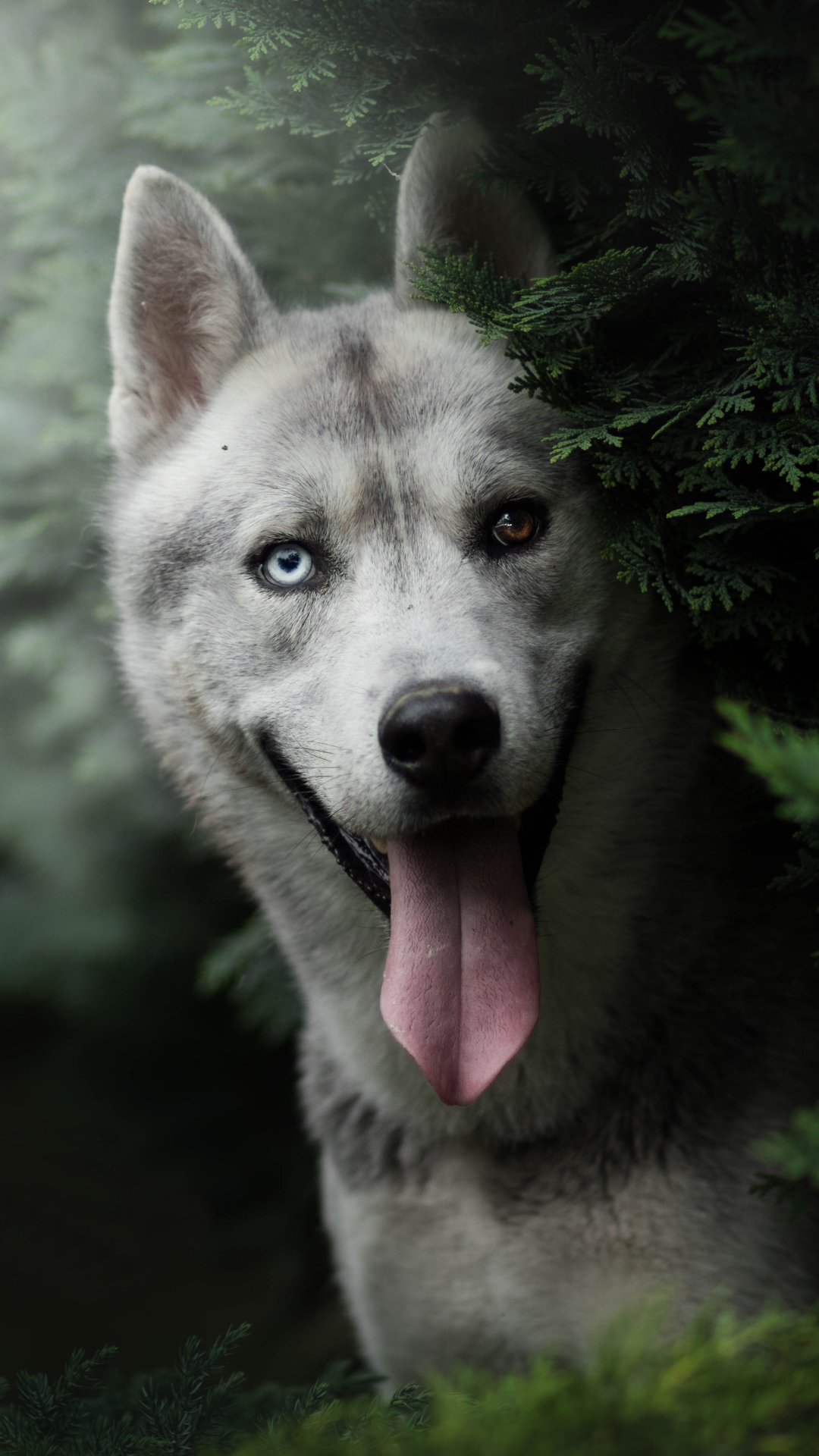 無料モバイル壁紙動物, 犬, 銃口, ハスキー, ヘテロクロミアをダウンロードします。