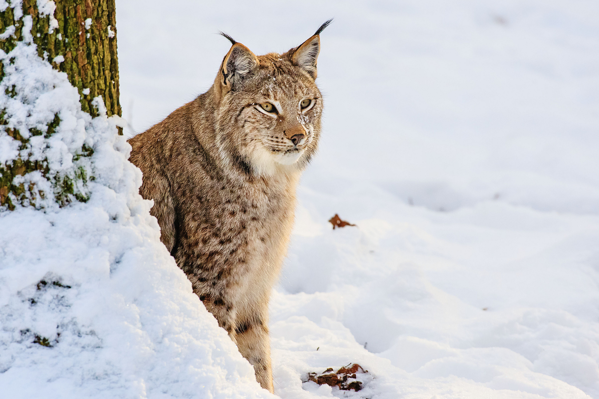 PCデスクトップに動物, 冬, 雪, 猫, リンクス画像を無料でダウンロード