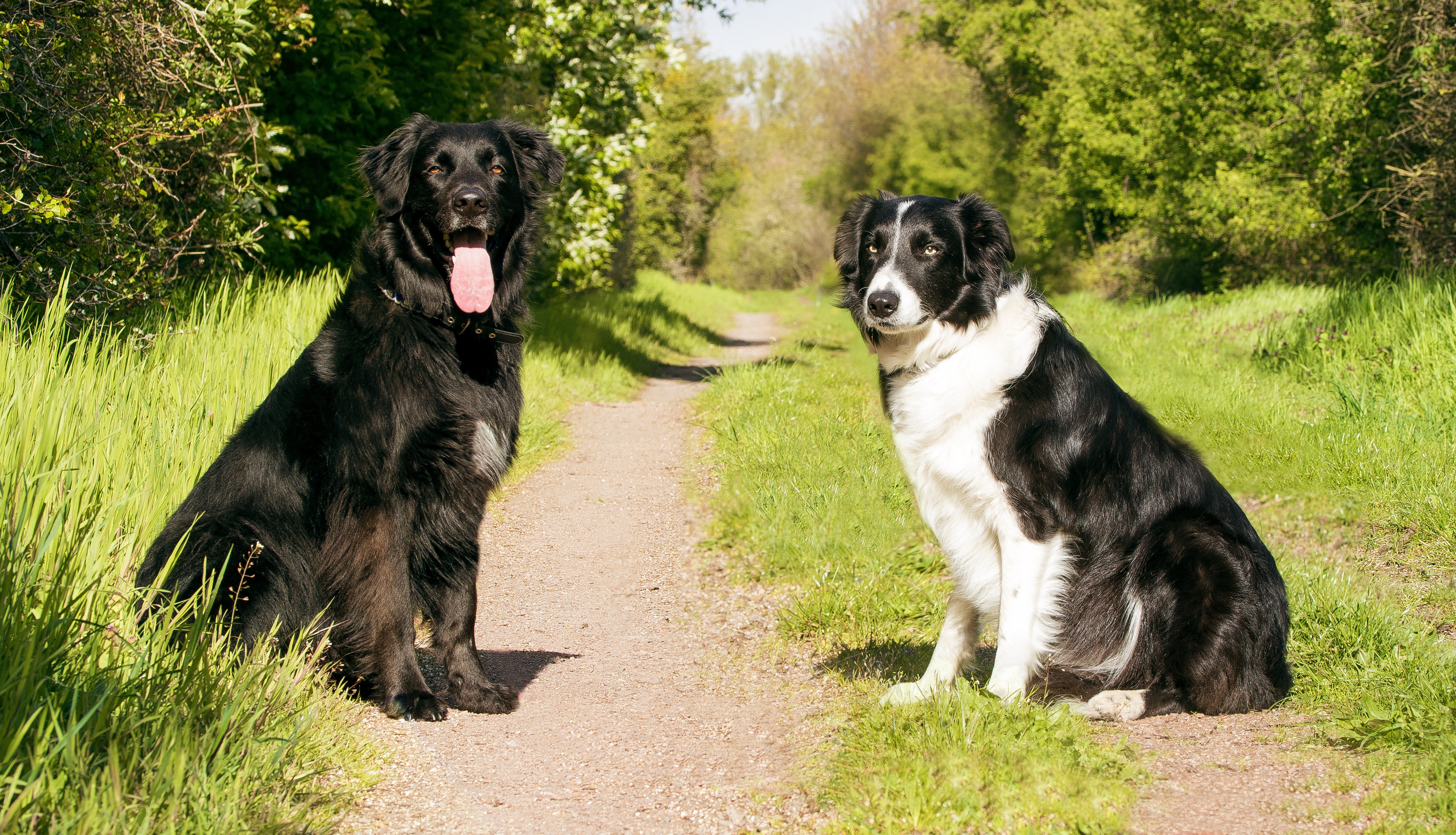 Free download wallpaper Dogs, Dog, Path, Animal, Labrador, Border Collie on your PC desktop