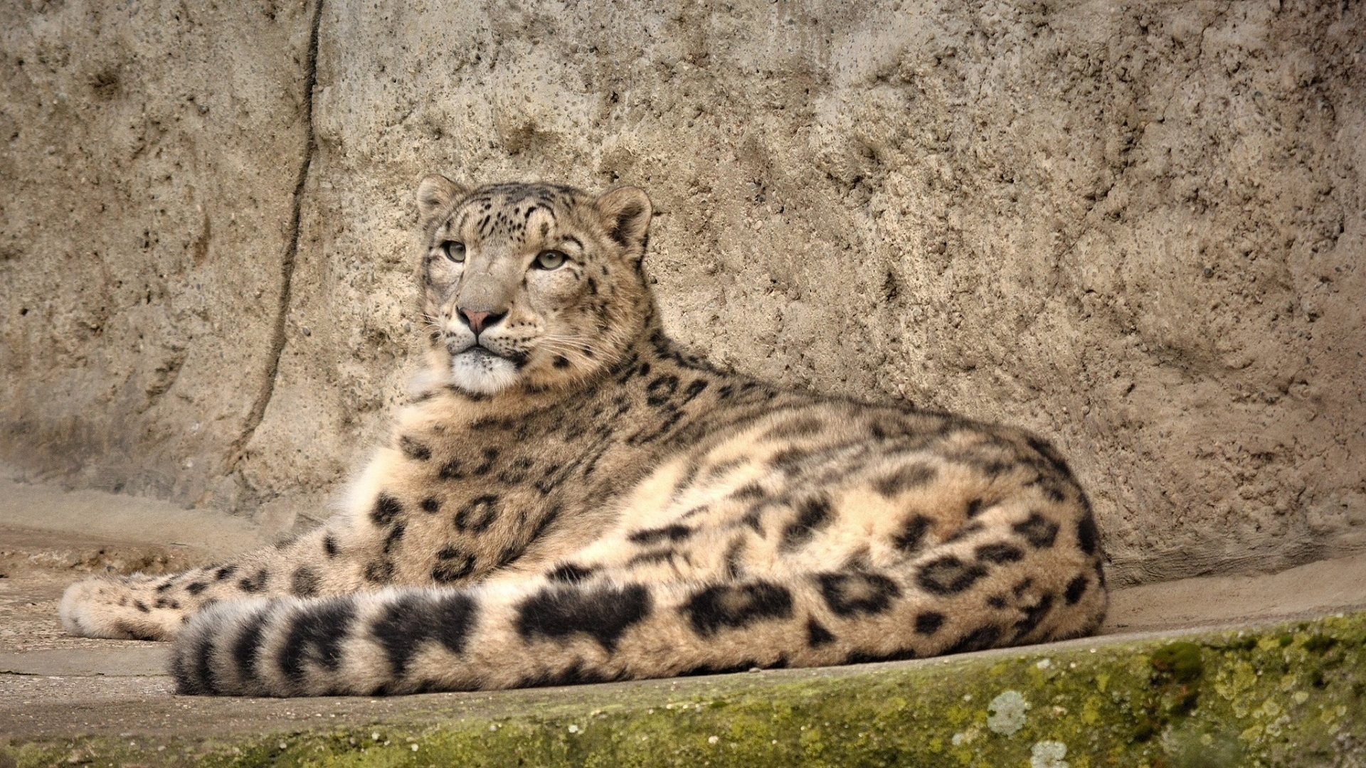 Handy-Wallpaper Tiere, Katzen, Schneeleopard kostenlos herunterladen.