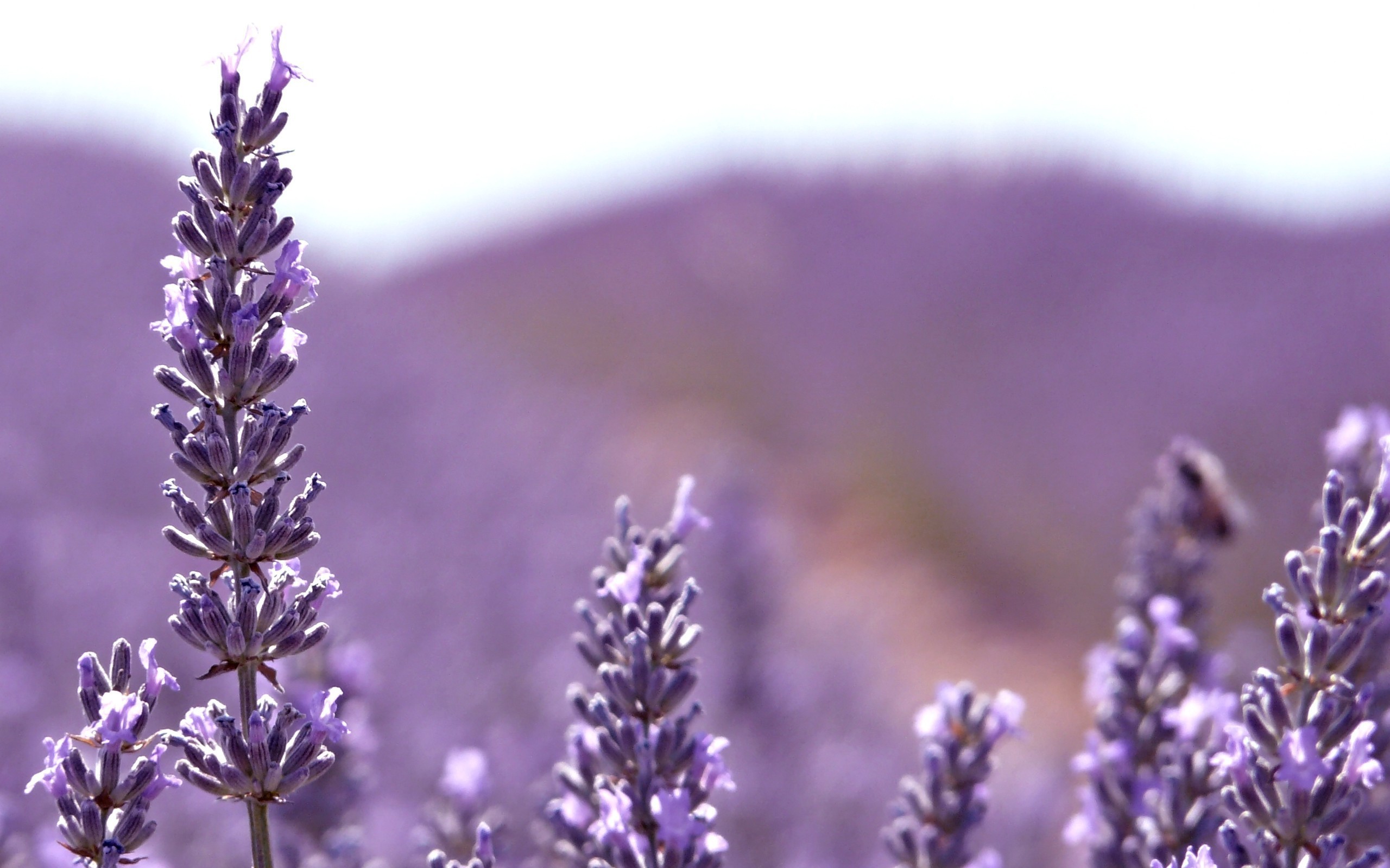 Download mobile wallpaper Lavender, Flowers, Earth for free.