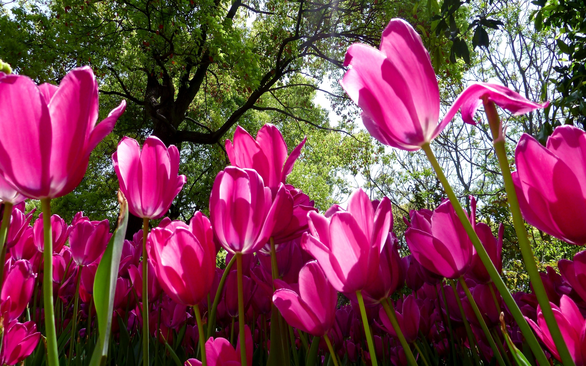 Скачать картинку Тюльпан, Флауэрсы, Цветок, Земля/природа в телефон бесплатно.