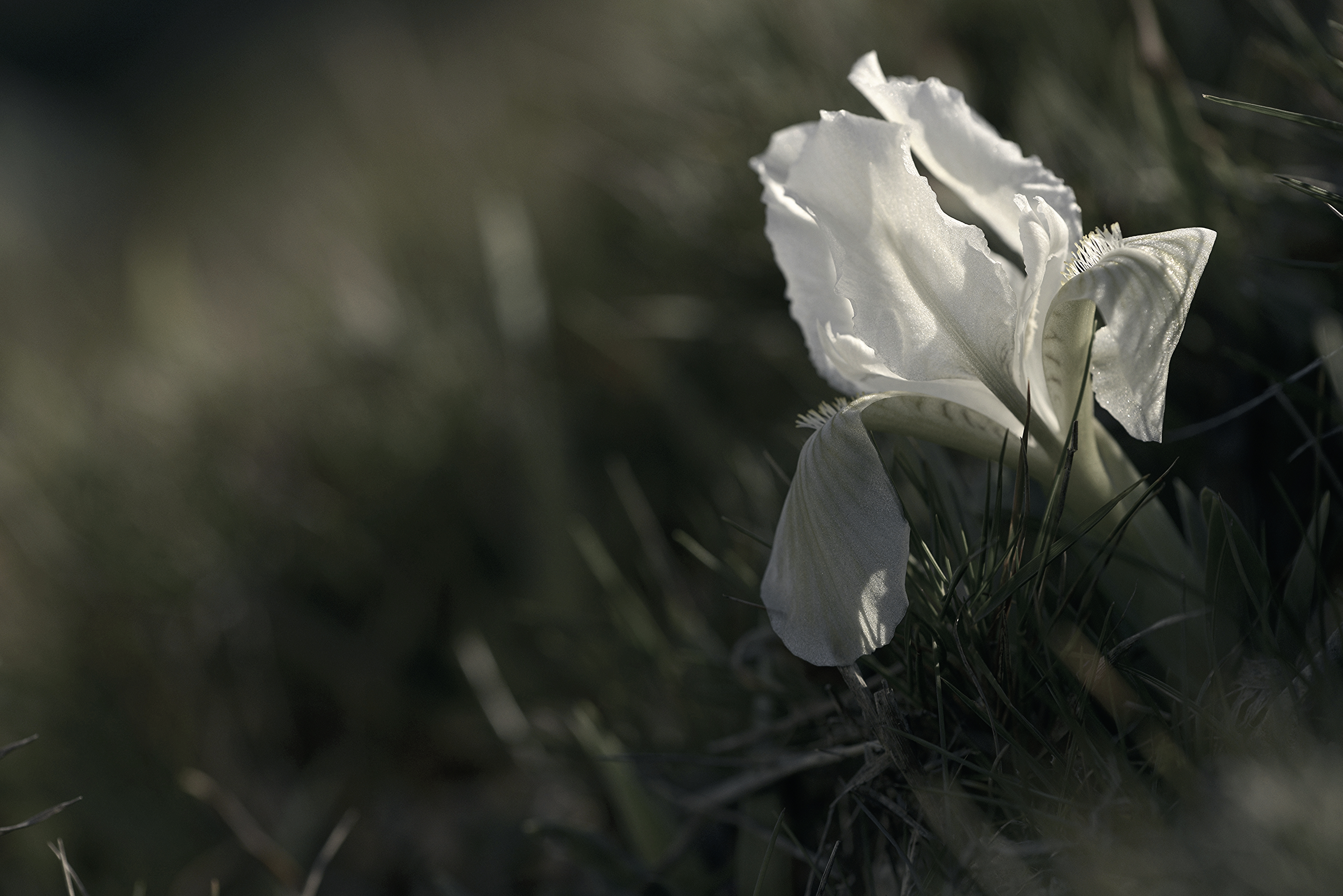 Free download wallpaper Nature, Flowers, Iris, Flower, Close Up, Earth, White Flower on your PC desktop