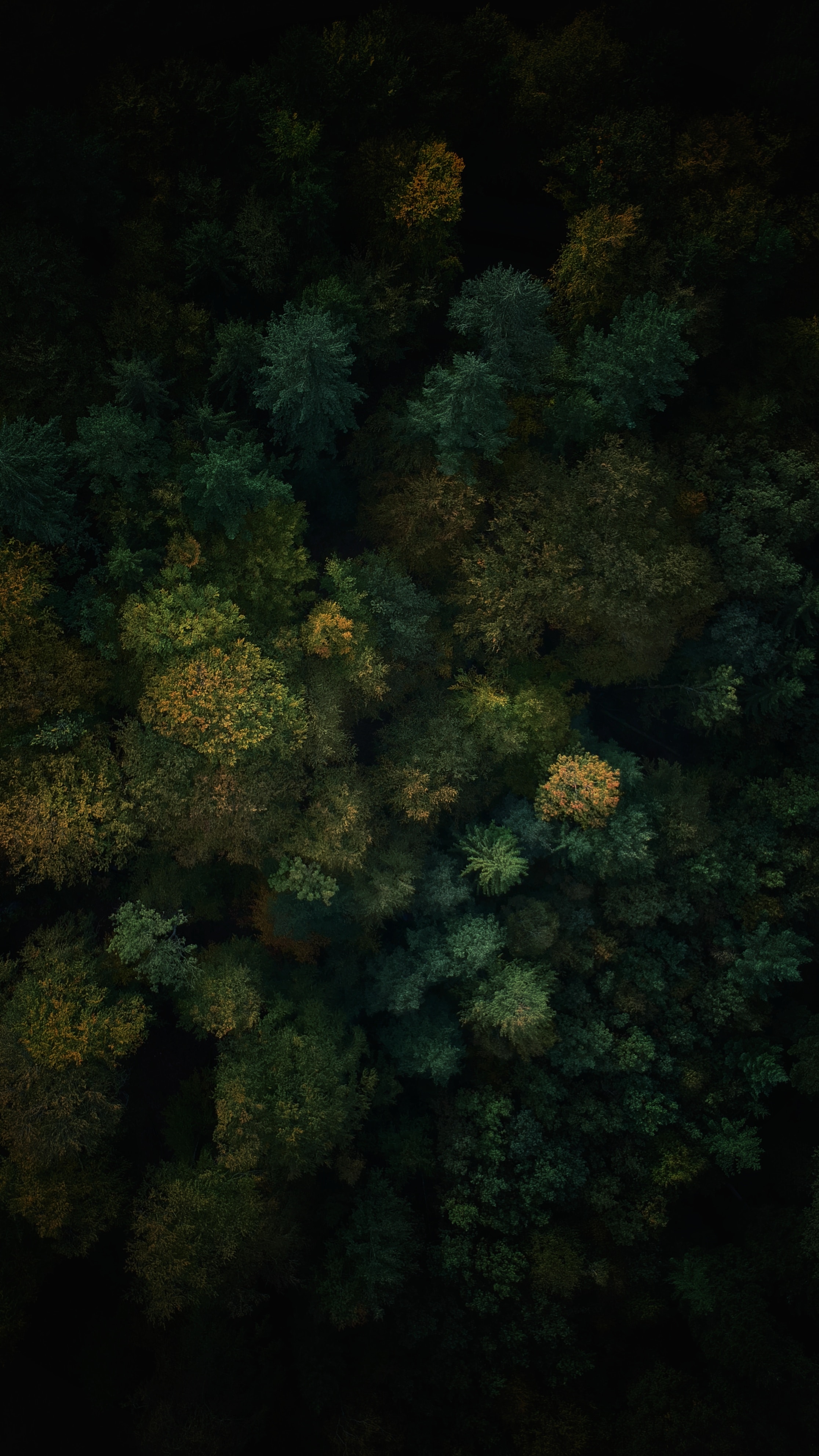 Download mobile wallpaper Top, Tops, View From Above, Trees, Forest, Nature for free.