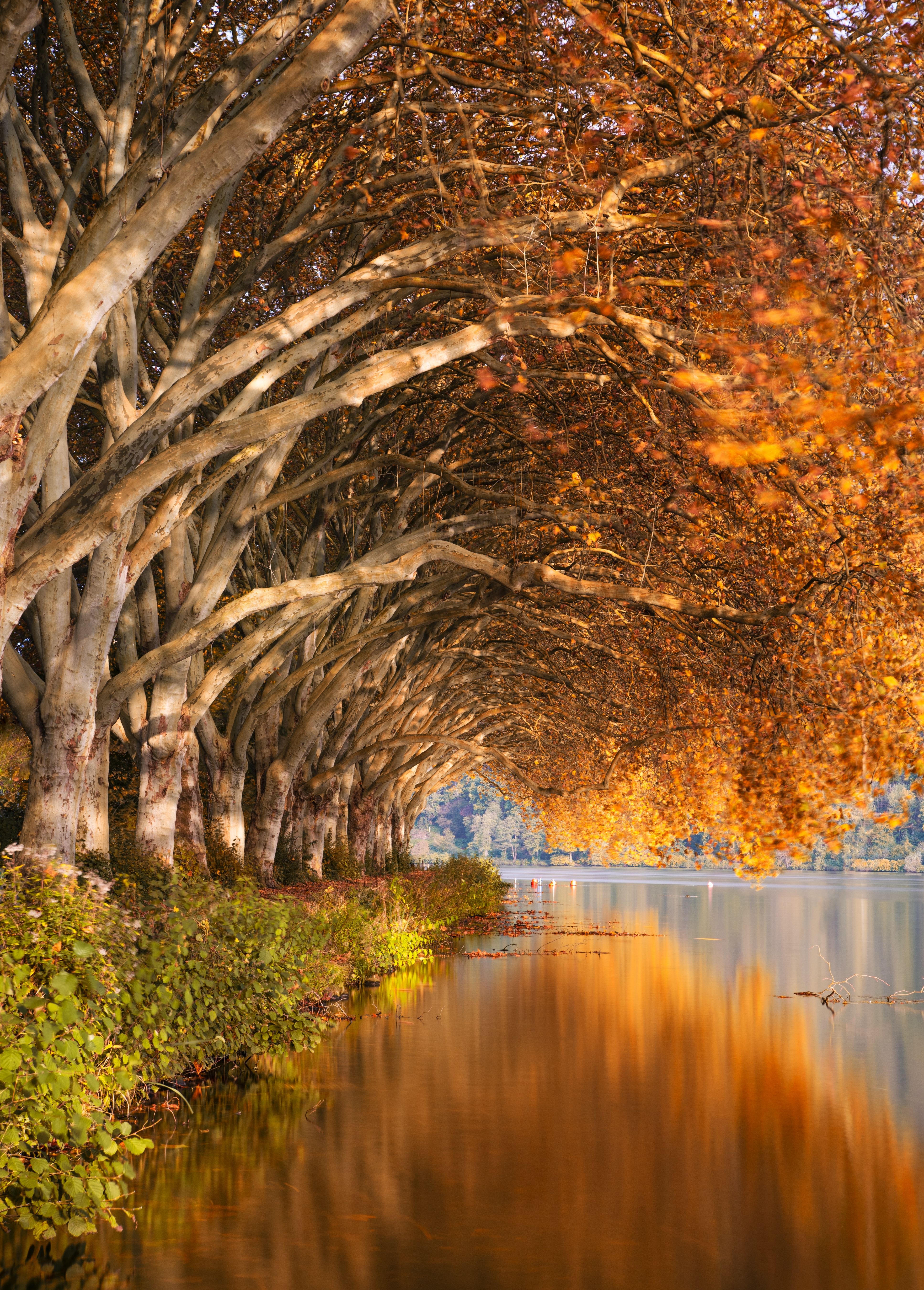 Download mobile wallpaper Trees, Bank, Shore, Autumn, Lake, Landscape, Nature for free.