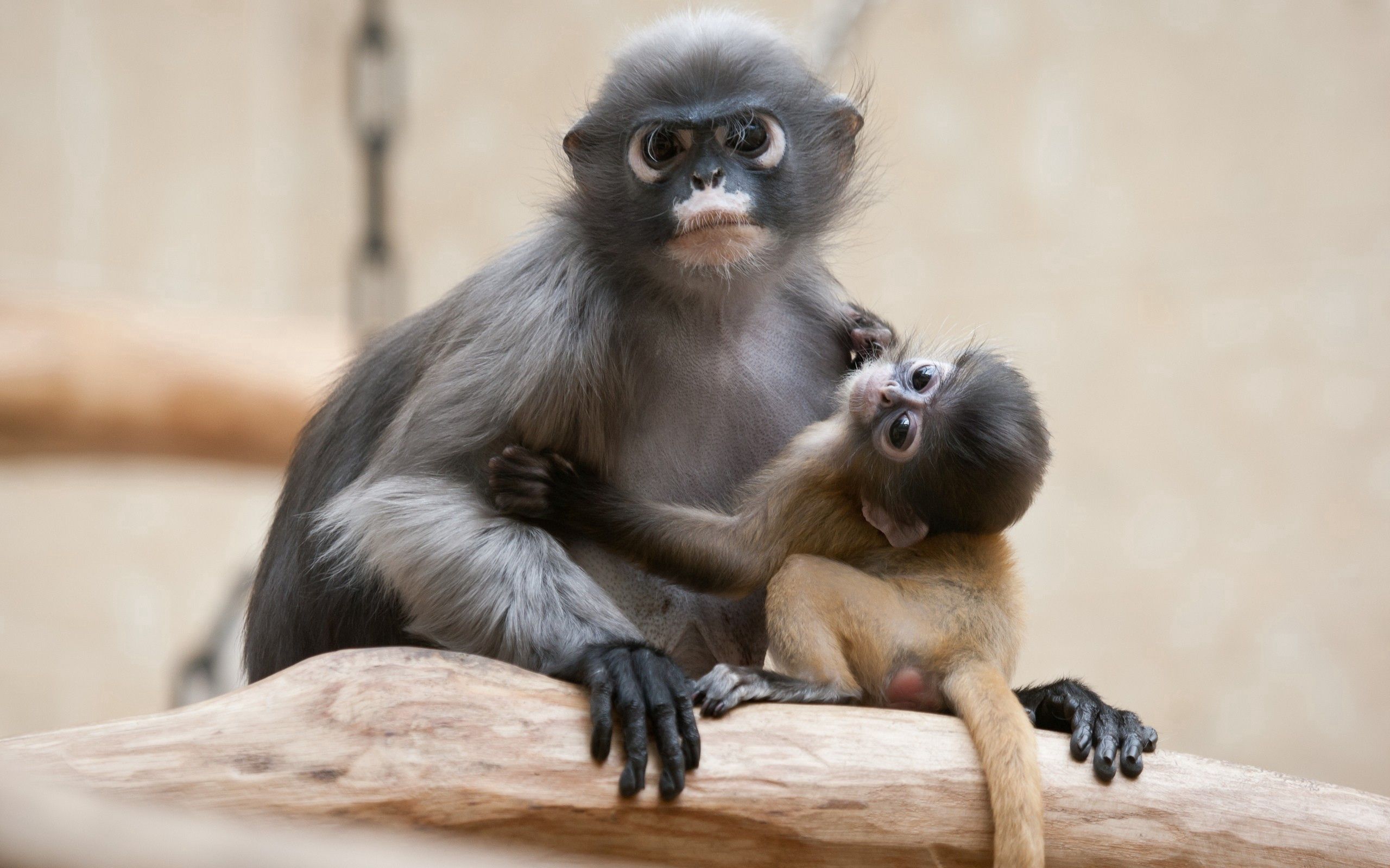 young, animals, couple, pair, monkey, care, joey High Definition image