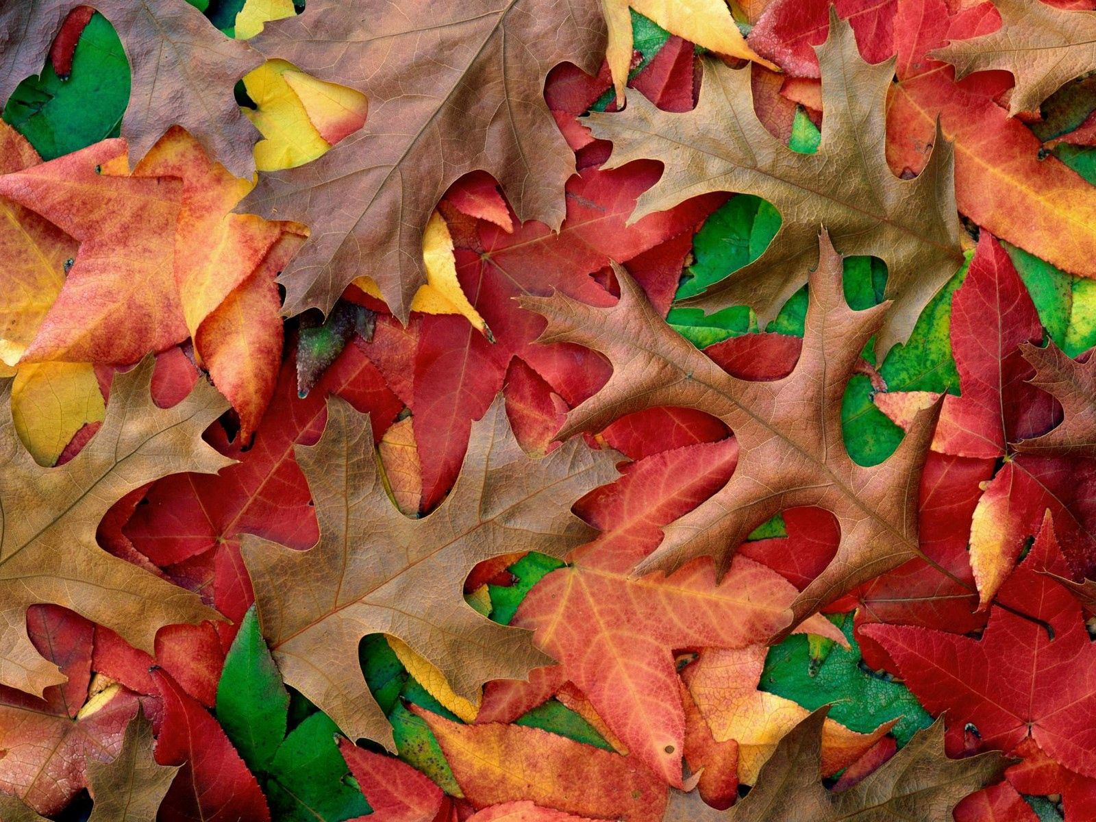 97495 скачать картинку осень, краски, природа, листья, цвета, оттенки - обои и заставки бесплатно