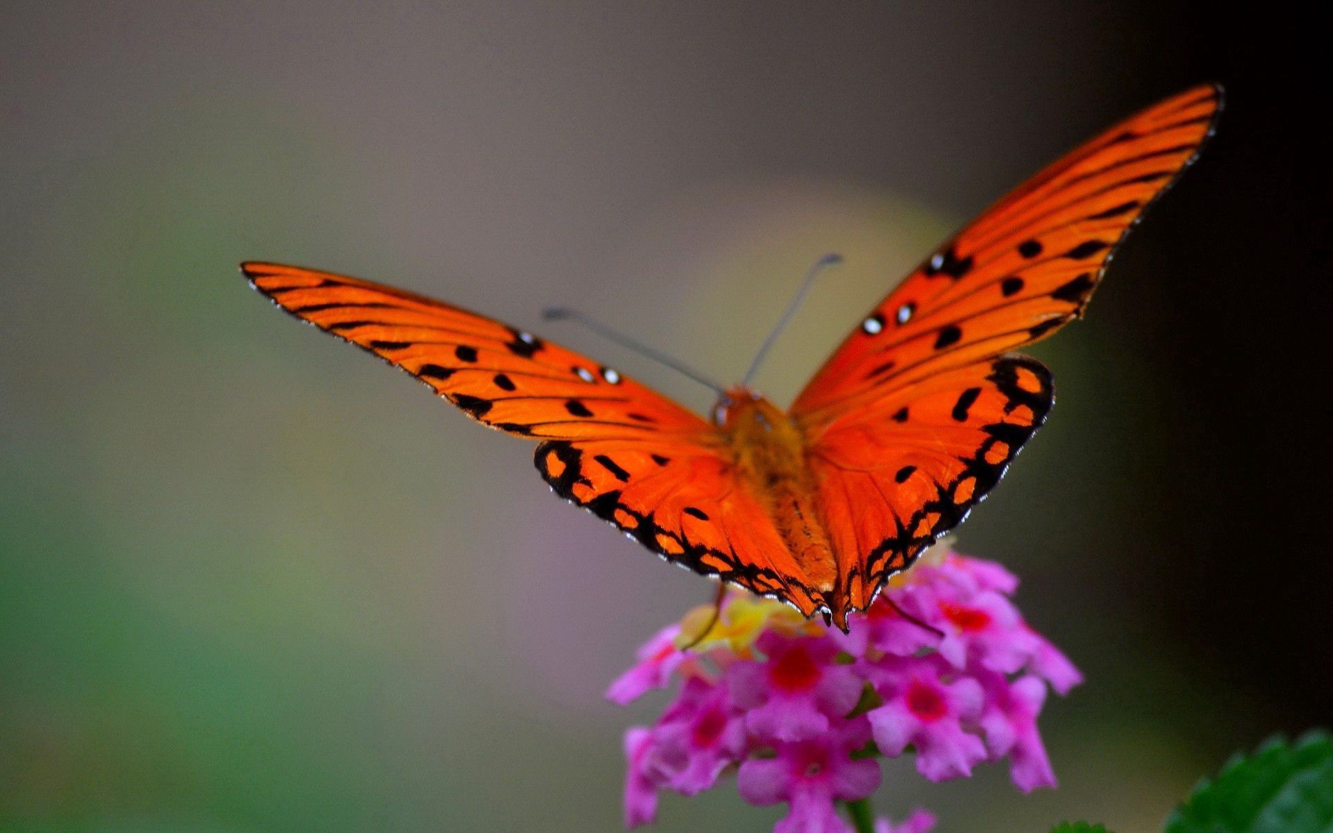 64684 baixar papel de parede macro, flor, pétalas, borboleta, asas - protetores de tela e imagens gratuitamente
